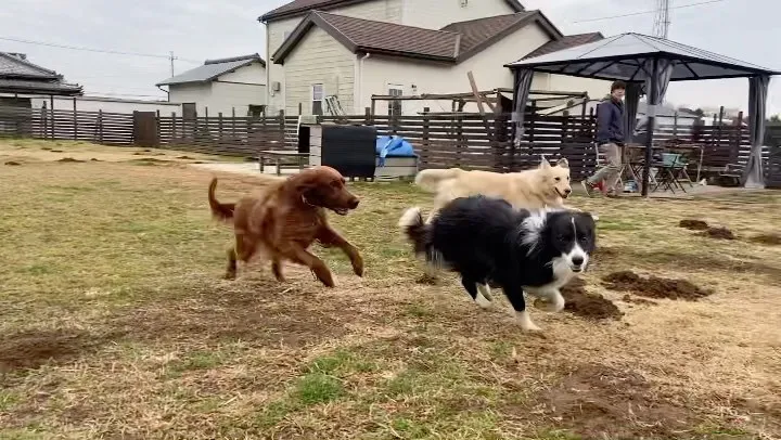 何頭いるでしょう？🐕♬