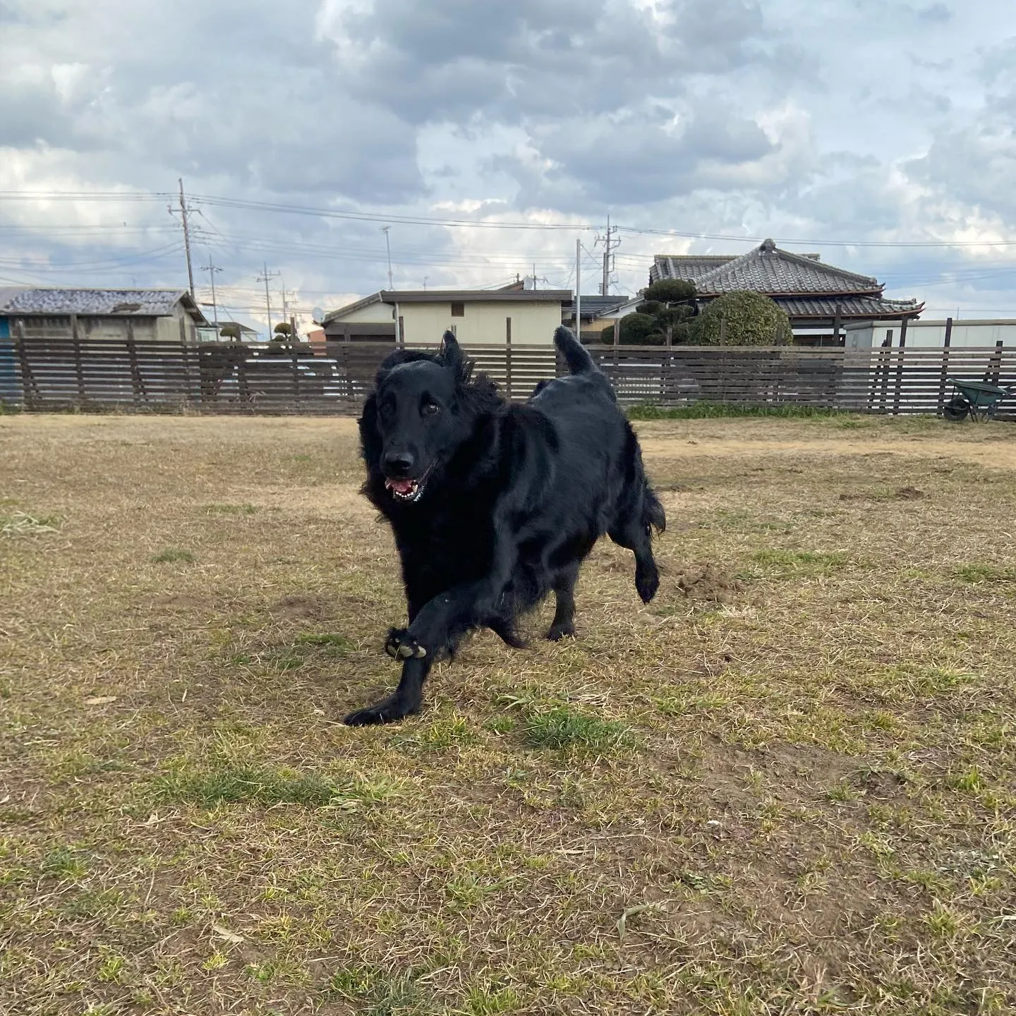 にこにこ笑顔で走る子達🐕♬