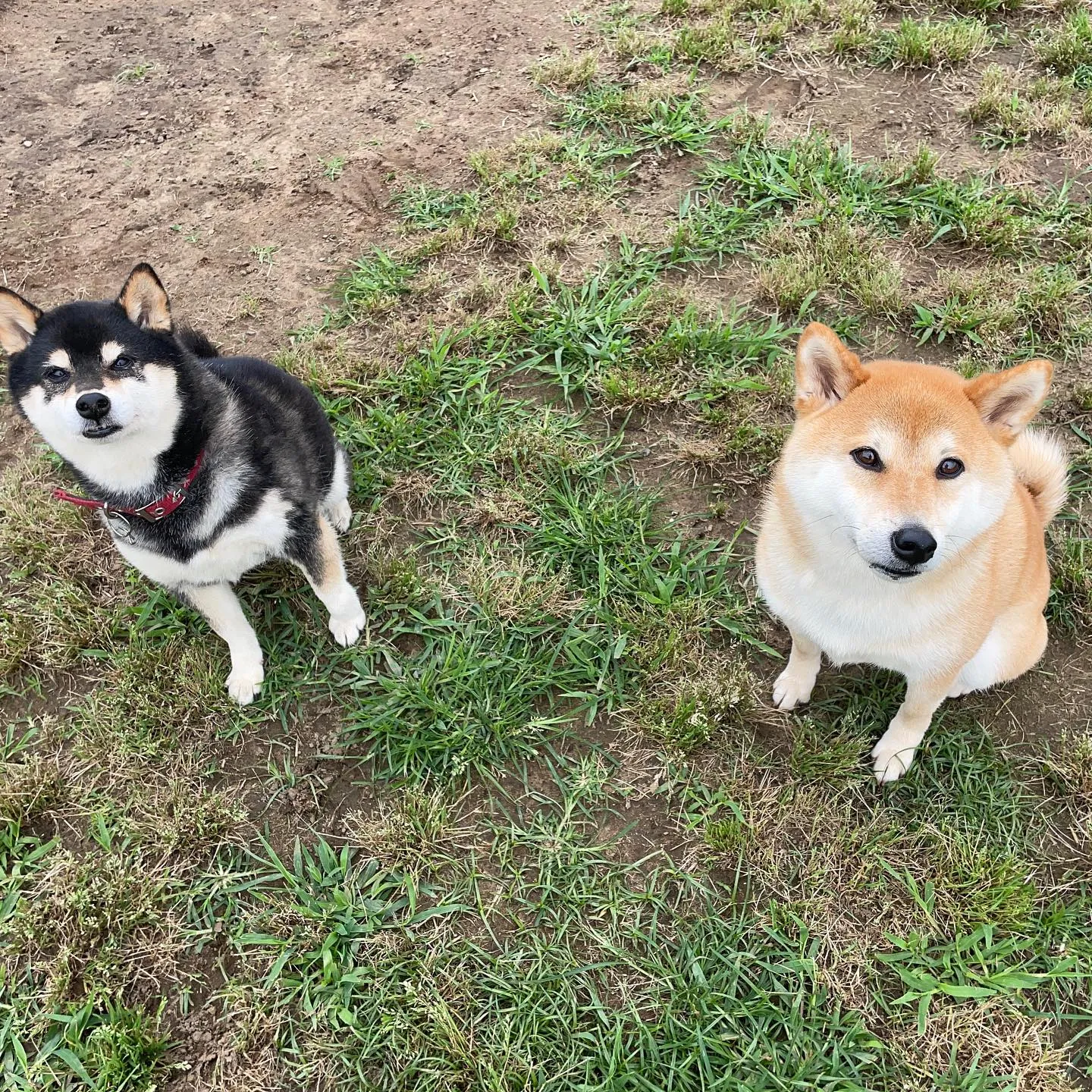 お泊まりに来てくれたじんのすけ君✨