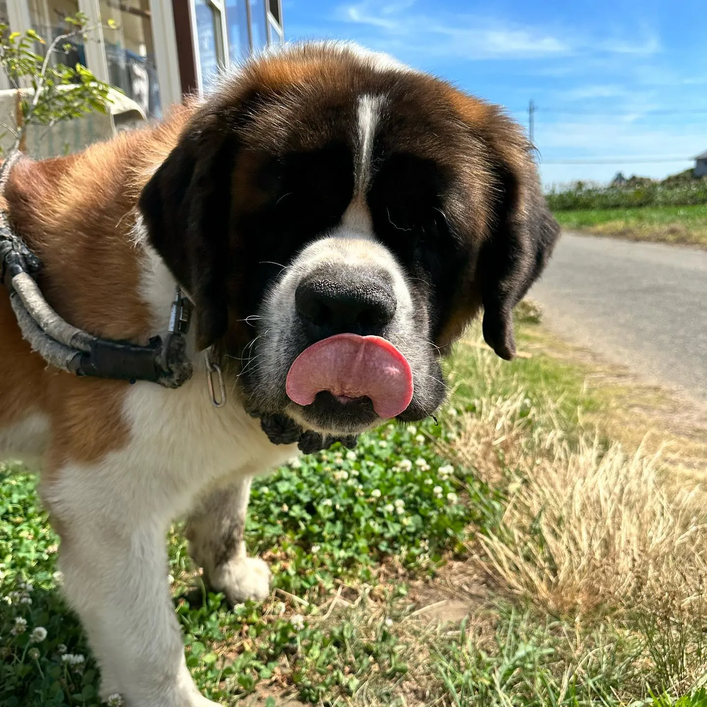 お泊まりに来てくれた子達🐕♬