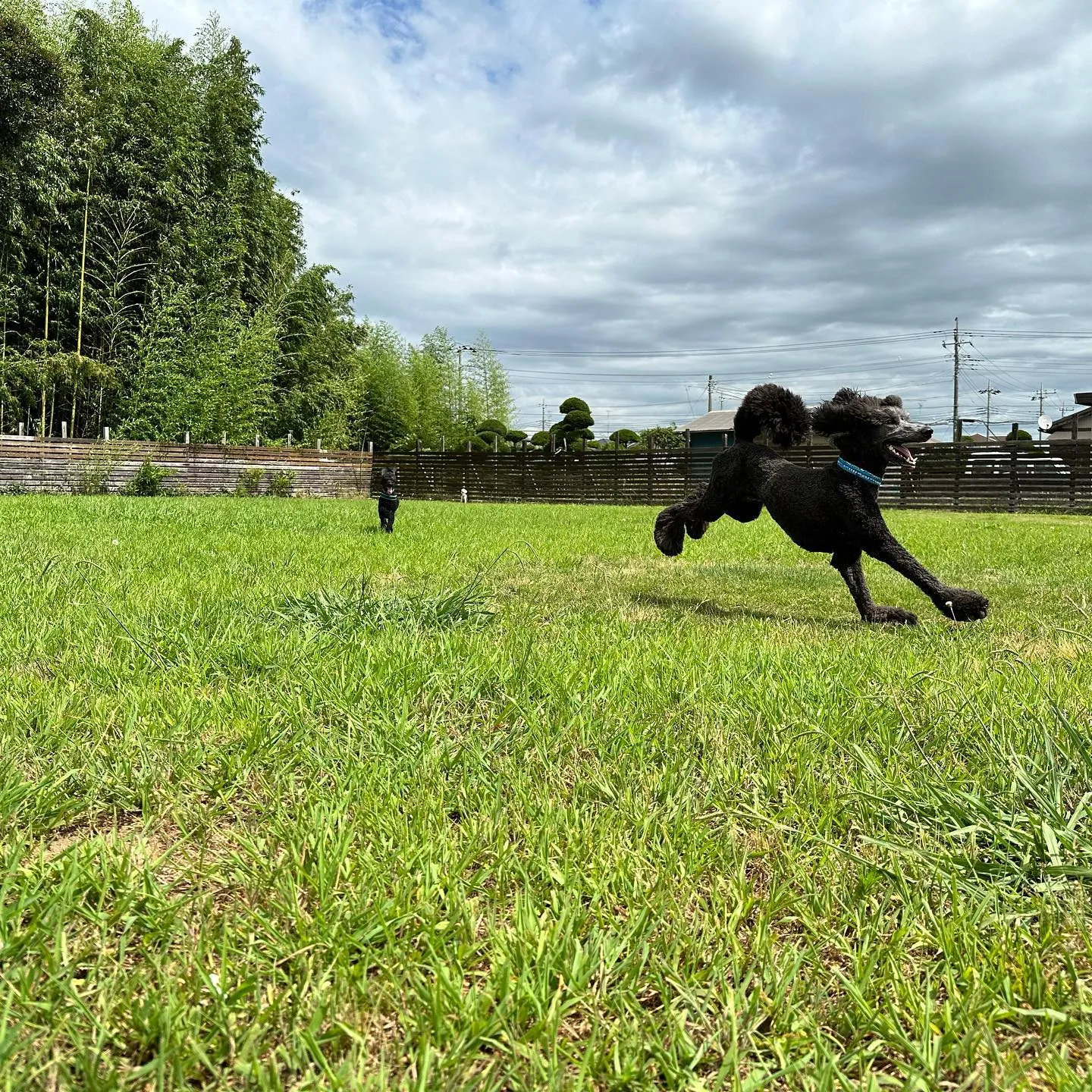 駆け回る子達🐕💨