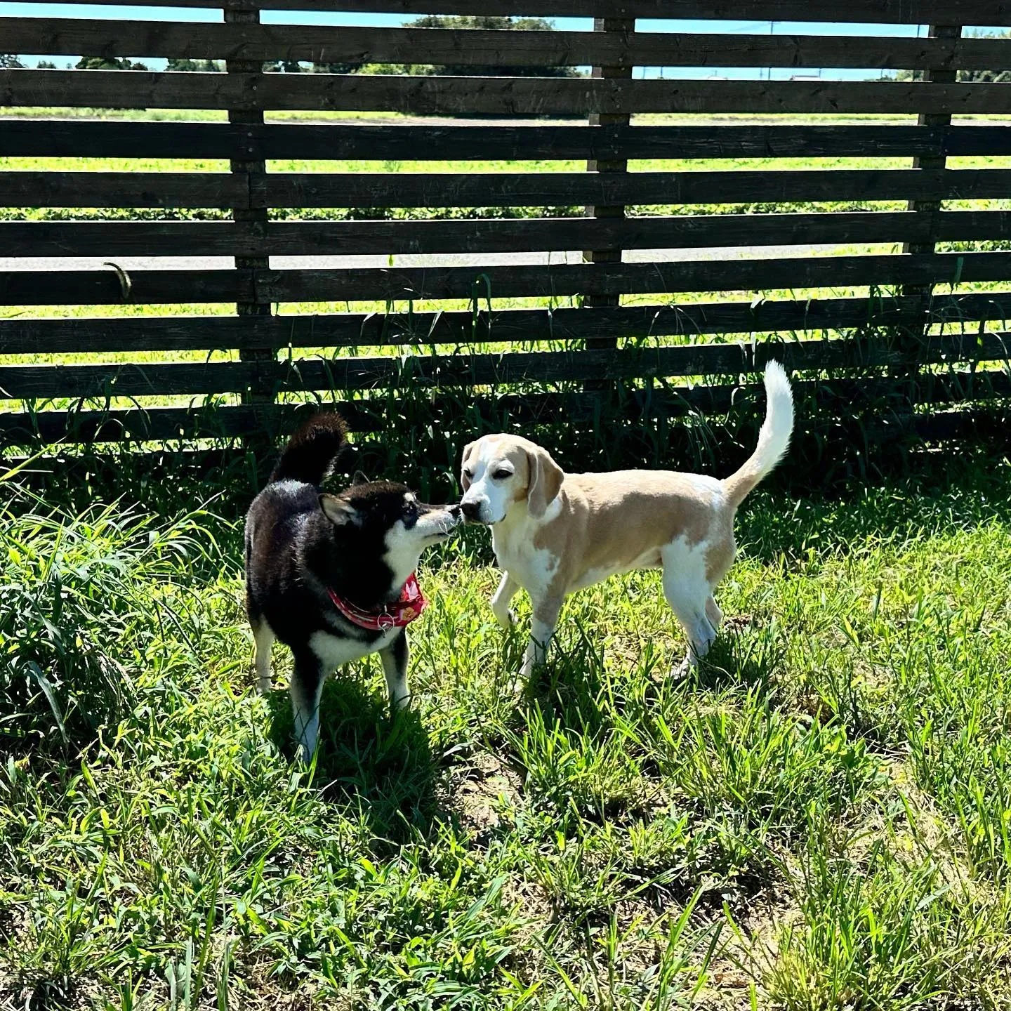 久しぶりのでーちゃん🐶♬