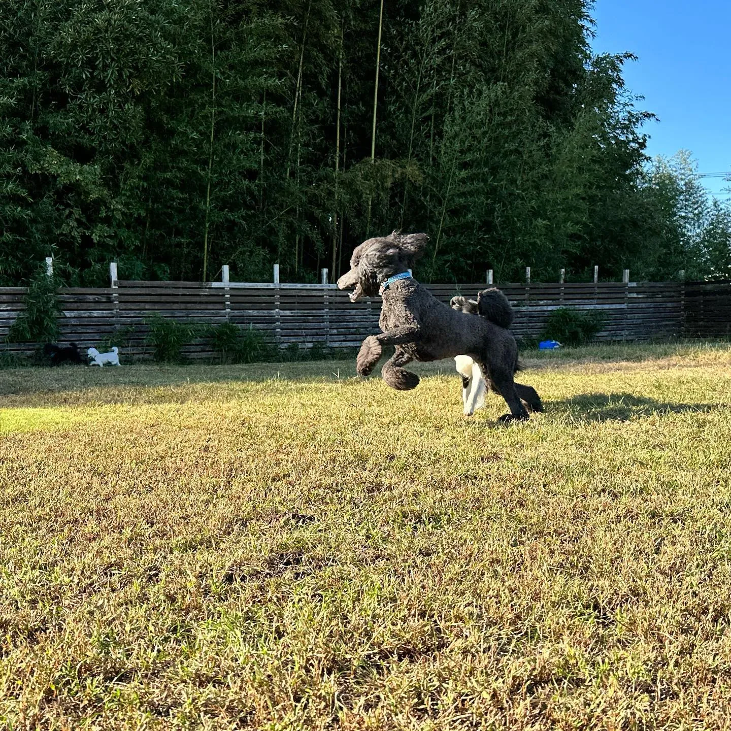 楽しそうに駆け回る子達🐩♬