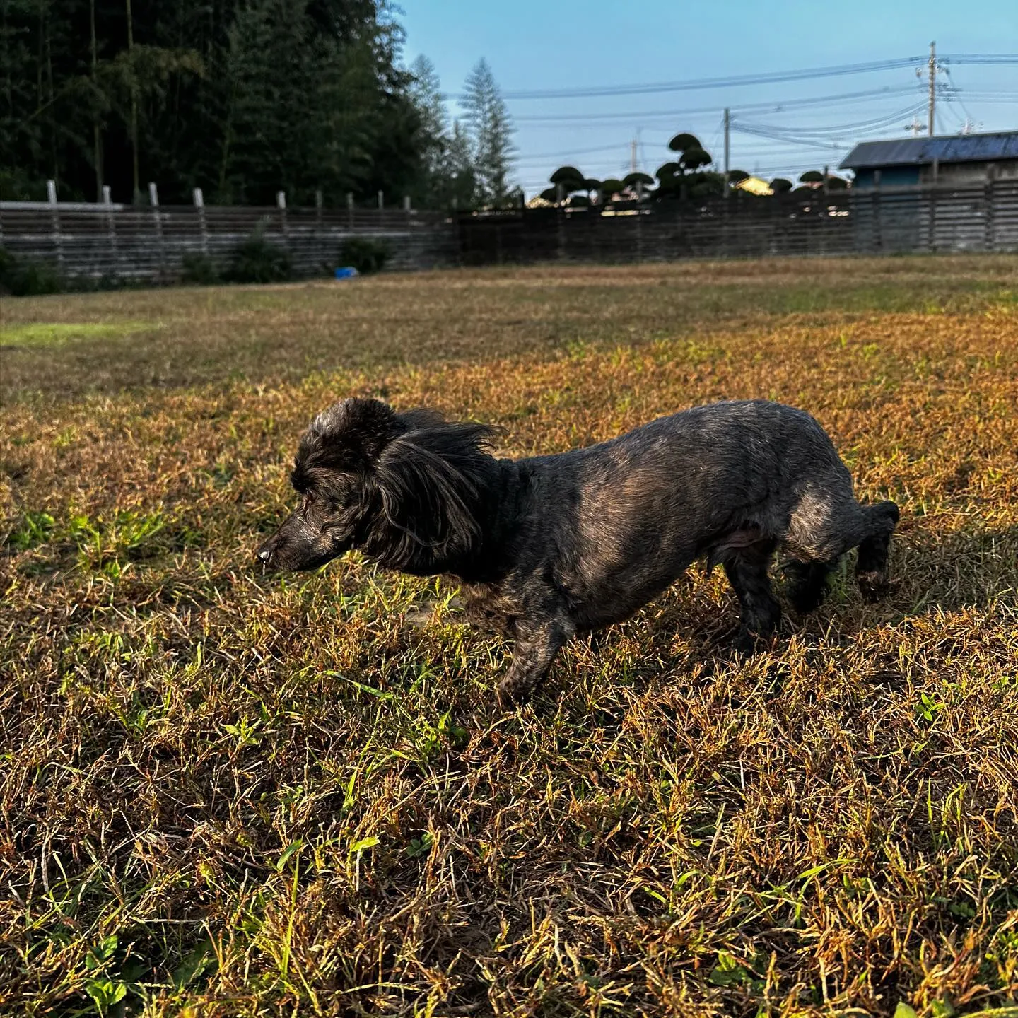 お泊まりに来てくれた子達🐶♬