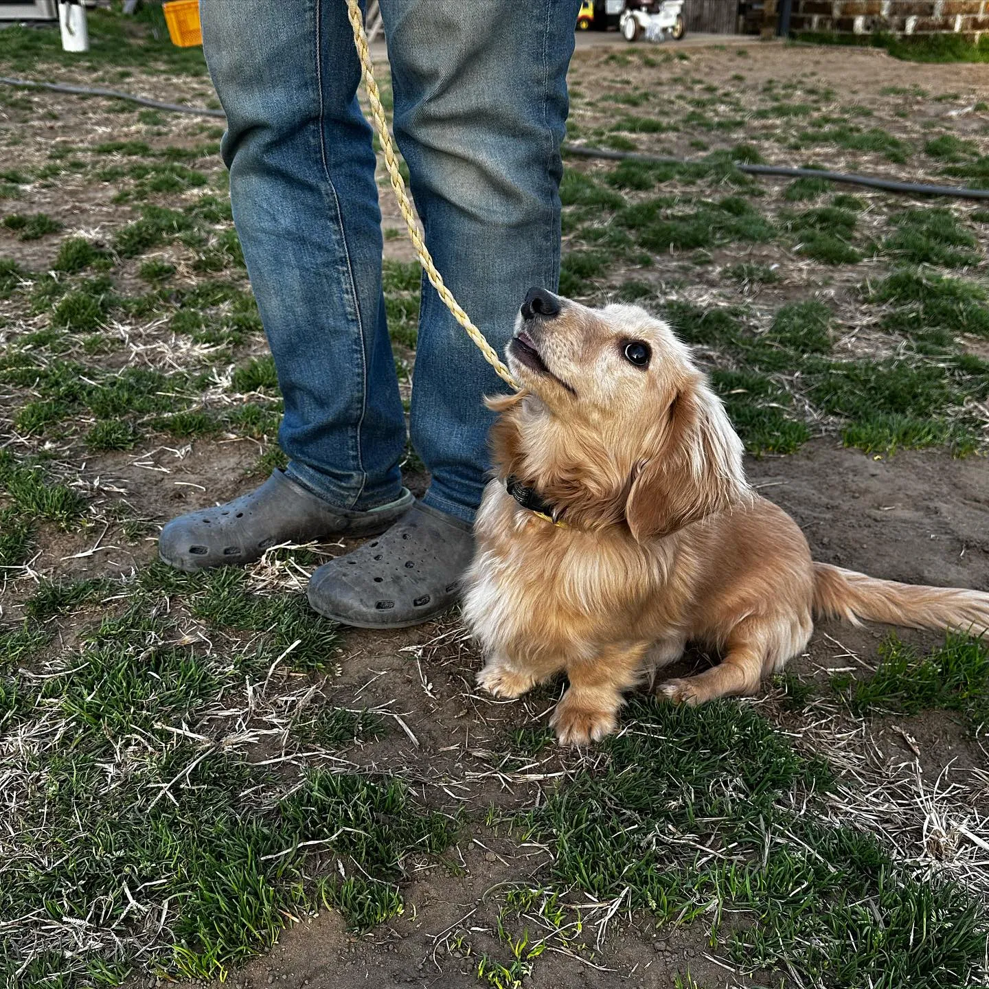 トレーニングに来てくれた子達🐩♬