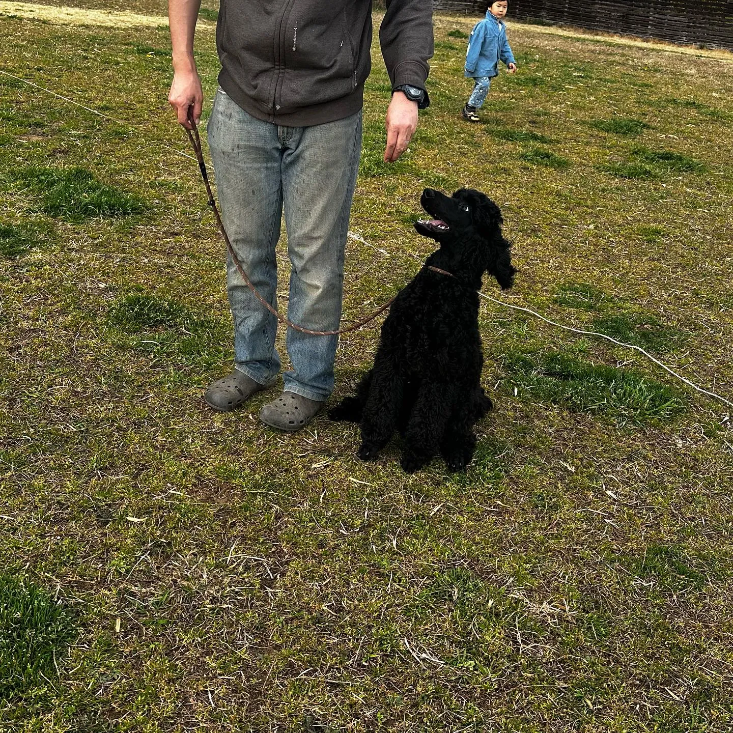 トレーニングに来てくれた子達🐩♬