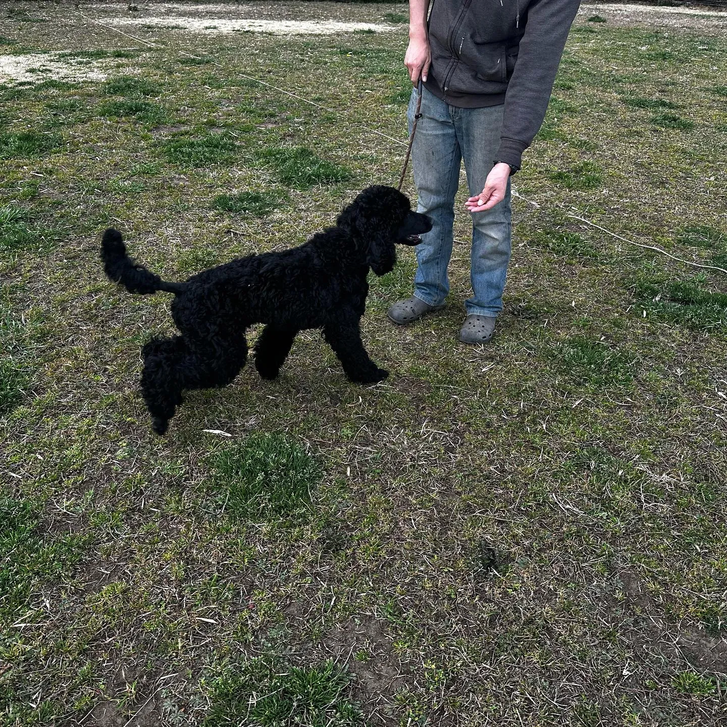 トレーニングに来てくれた子達🐩♬