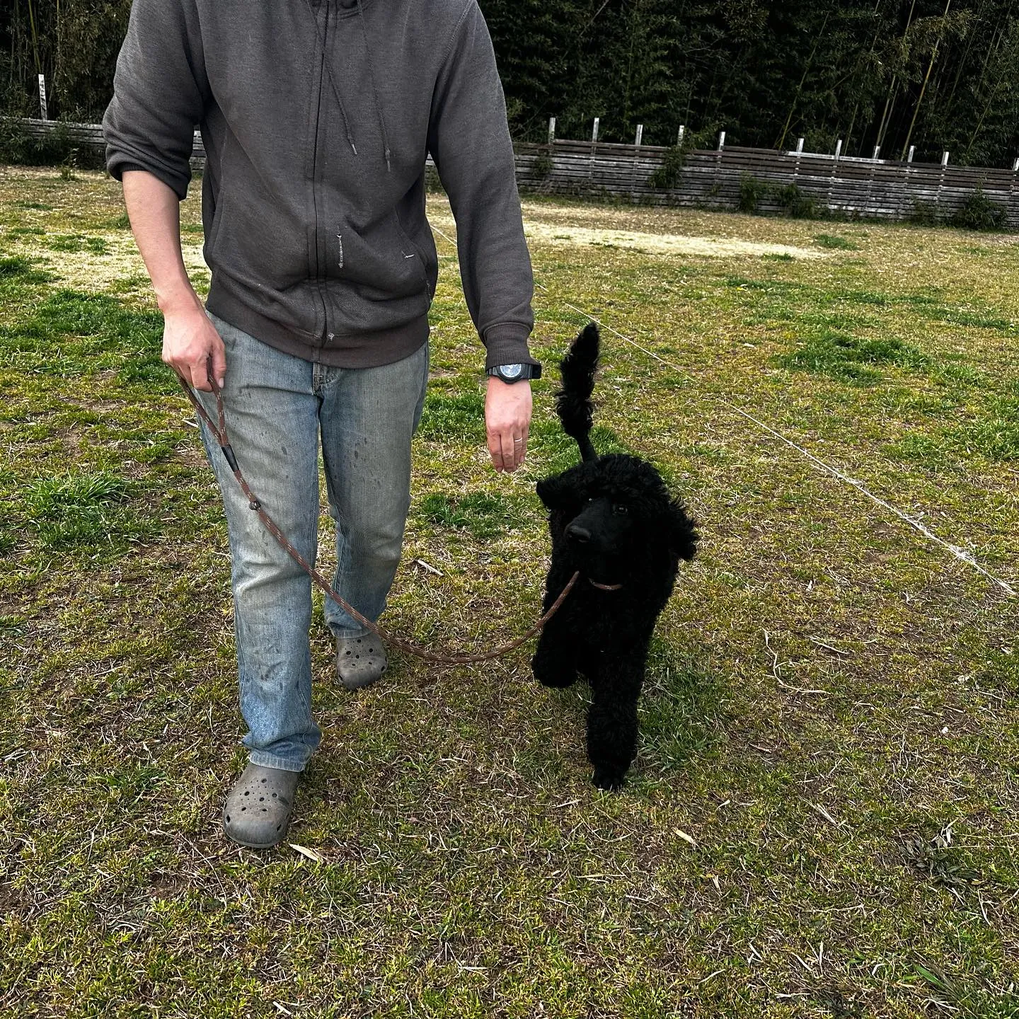 トレーニングに来てくれた子達🐩♬