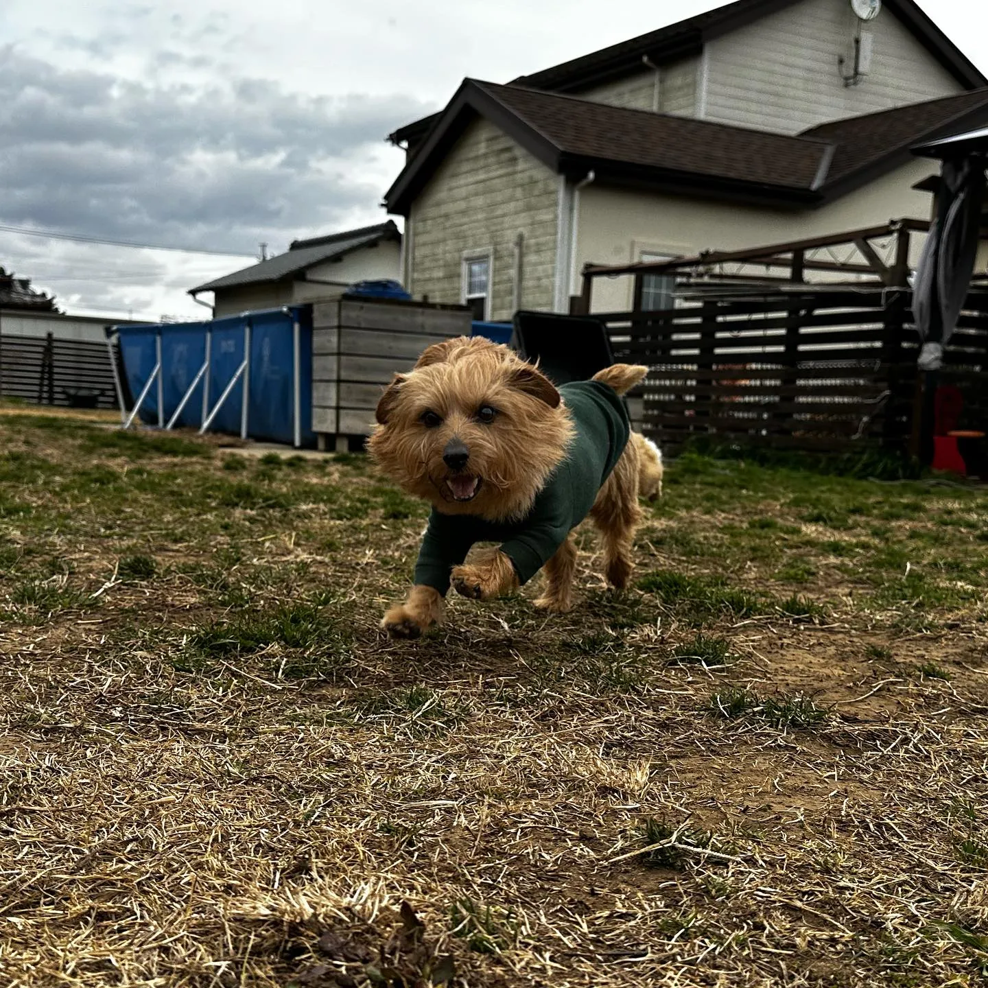 お泊りに来てくれた子達🐕♬