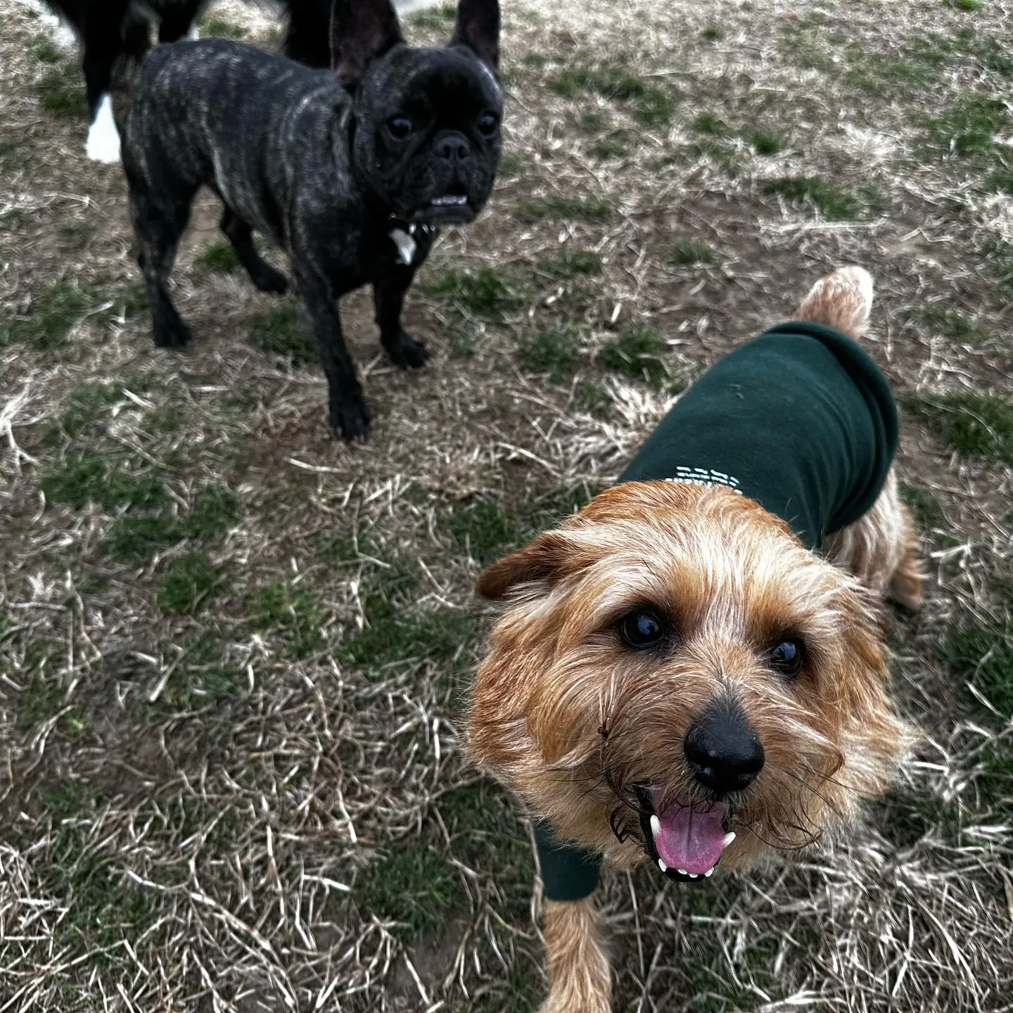 お泊りに来てくれた子達🐕♬