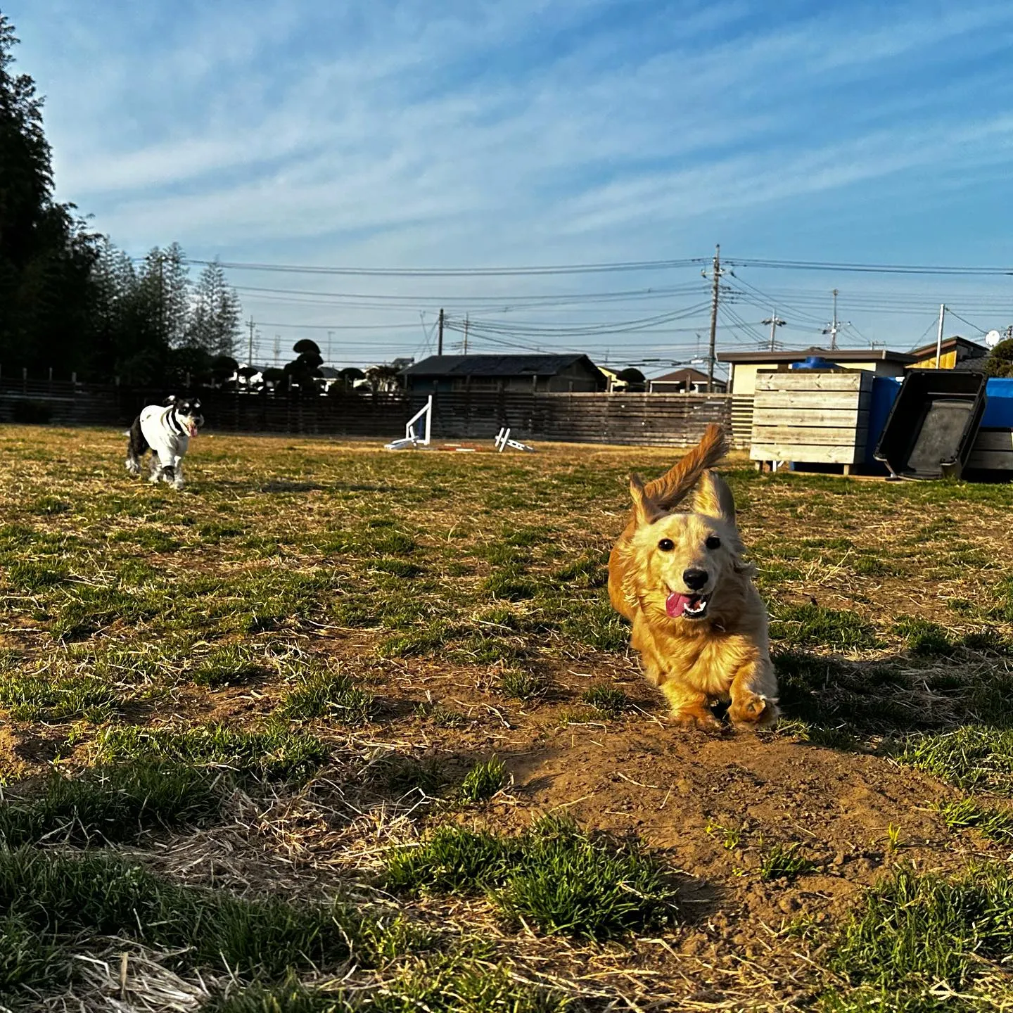 楽しそうなちびーず🐕♬