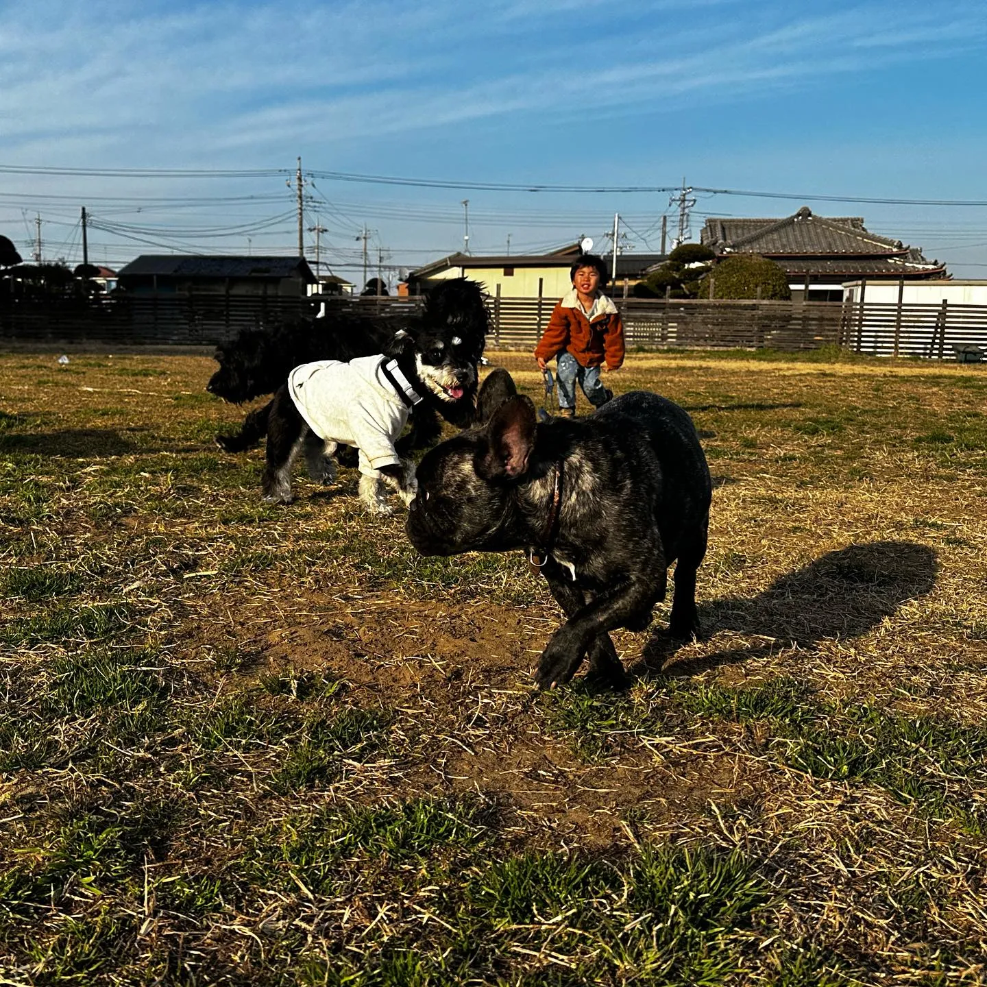 楽しそうなちびーず🐕♬