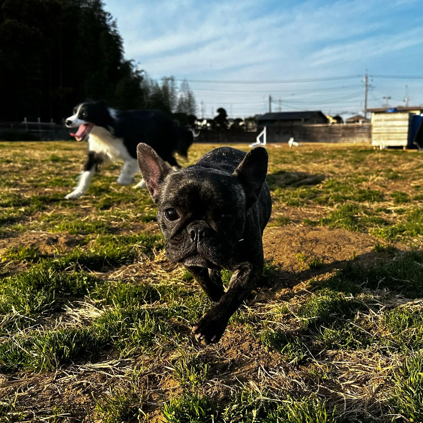 楽しそうなちびーず🐕♬