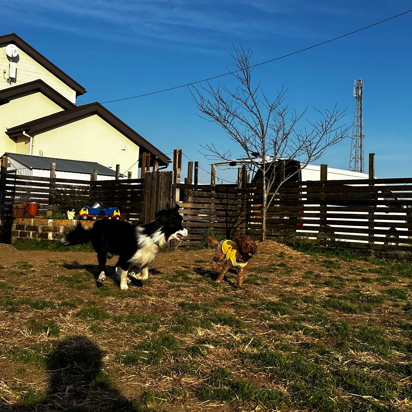 楽しそうなちびーず🐕♬