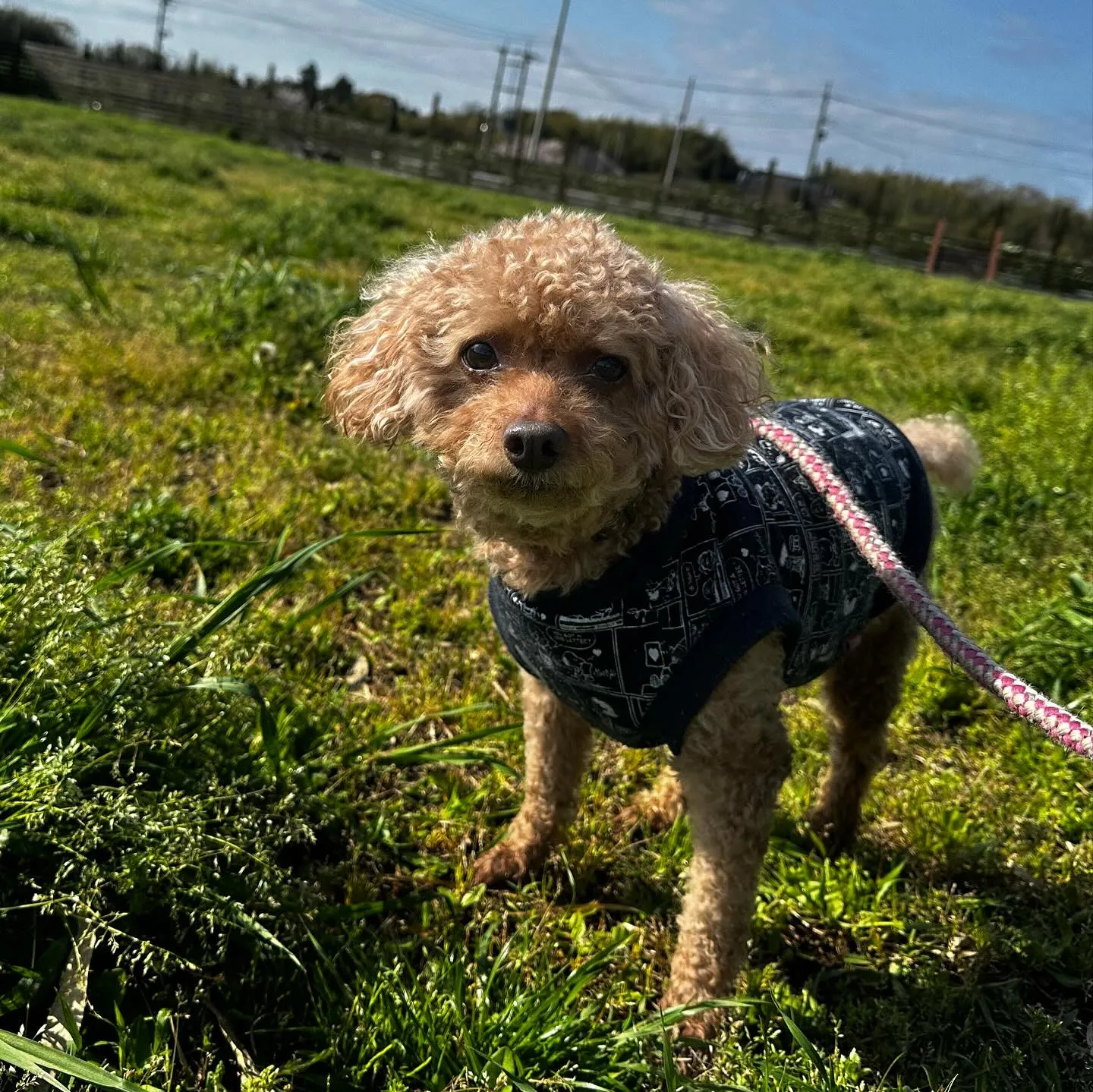 お泊まりに来てくれた子達🐩🎵