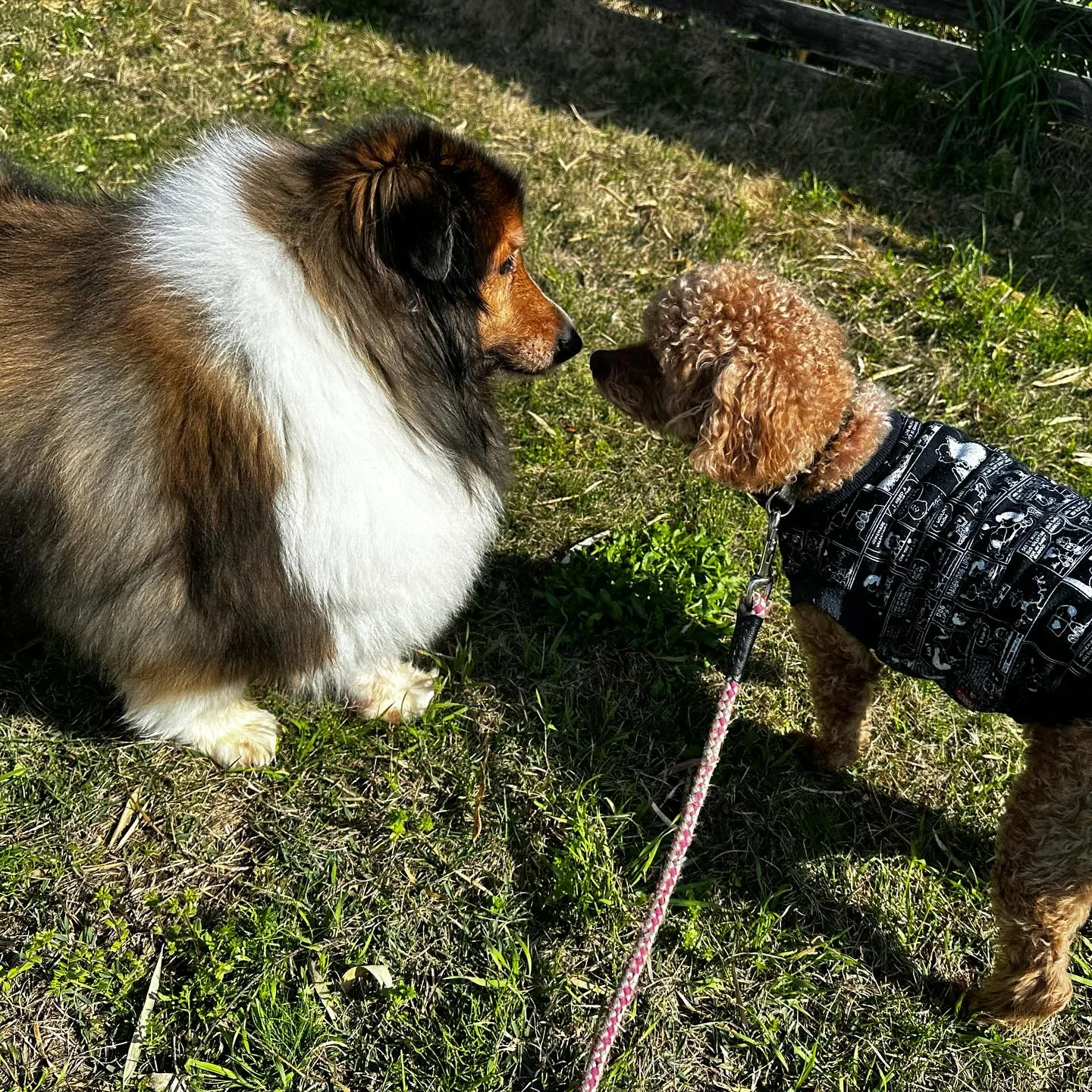 お泊まりに来てくれた子達🐩🎵