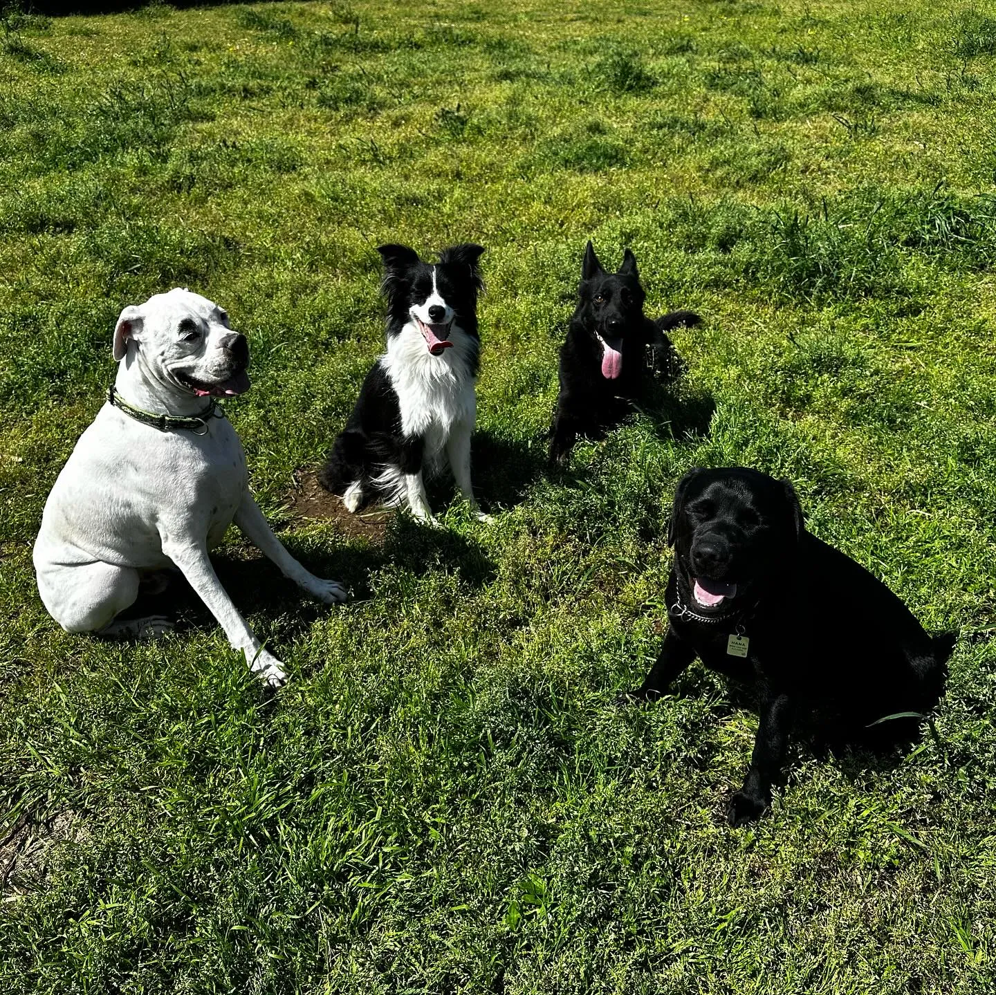 トレーニング＆遊びに来てくれた子達🐕🎵