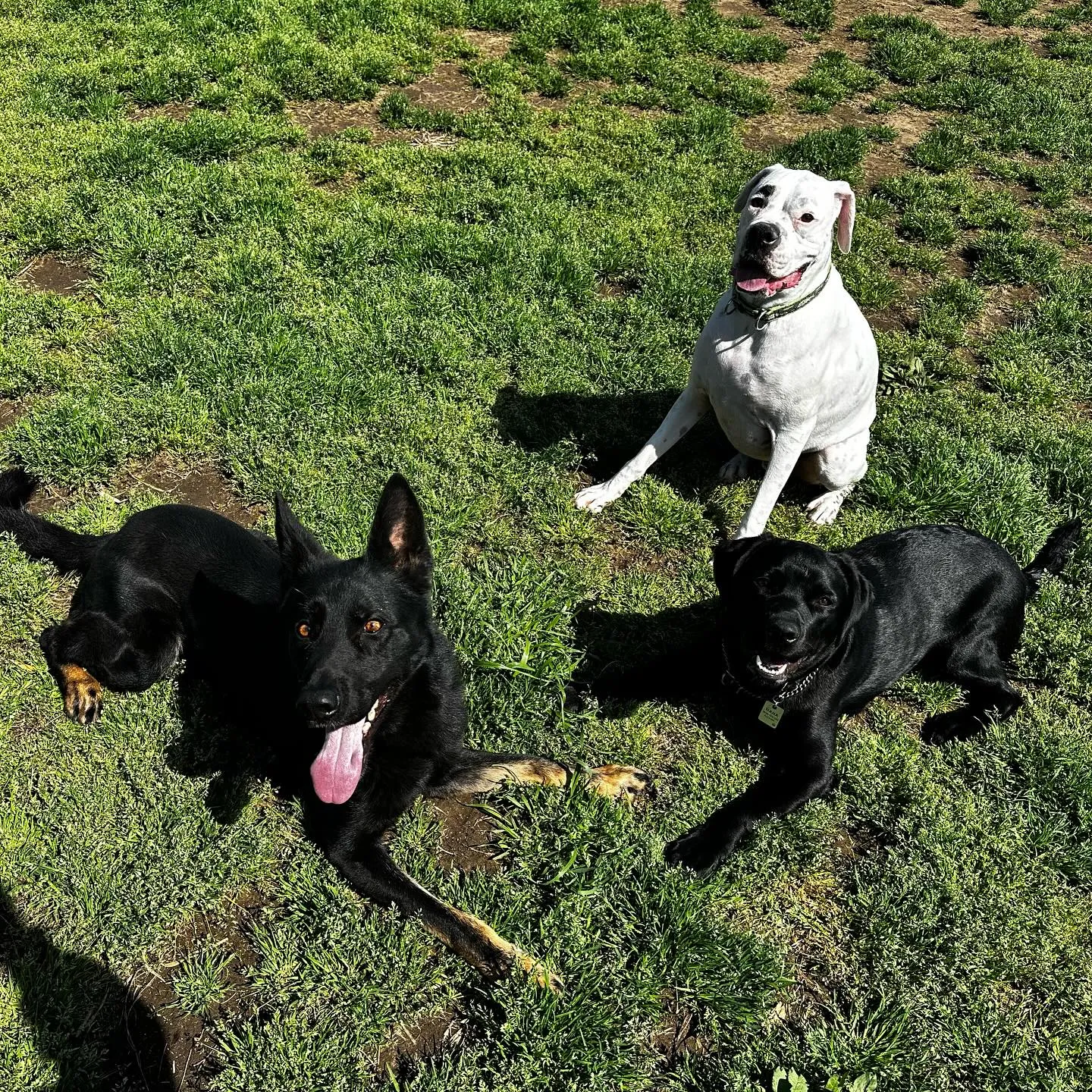 トレーニング＆遊びに来てくれた子達🐕🎵