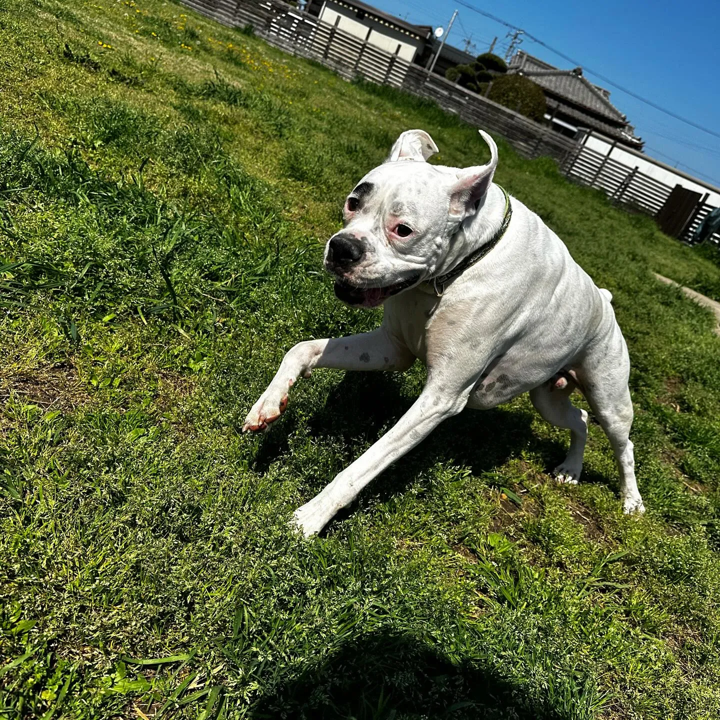 トレーニング＆遊びに来てくれた子達🐕🎵