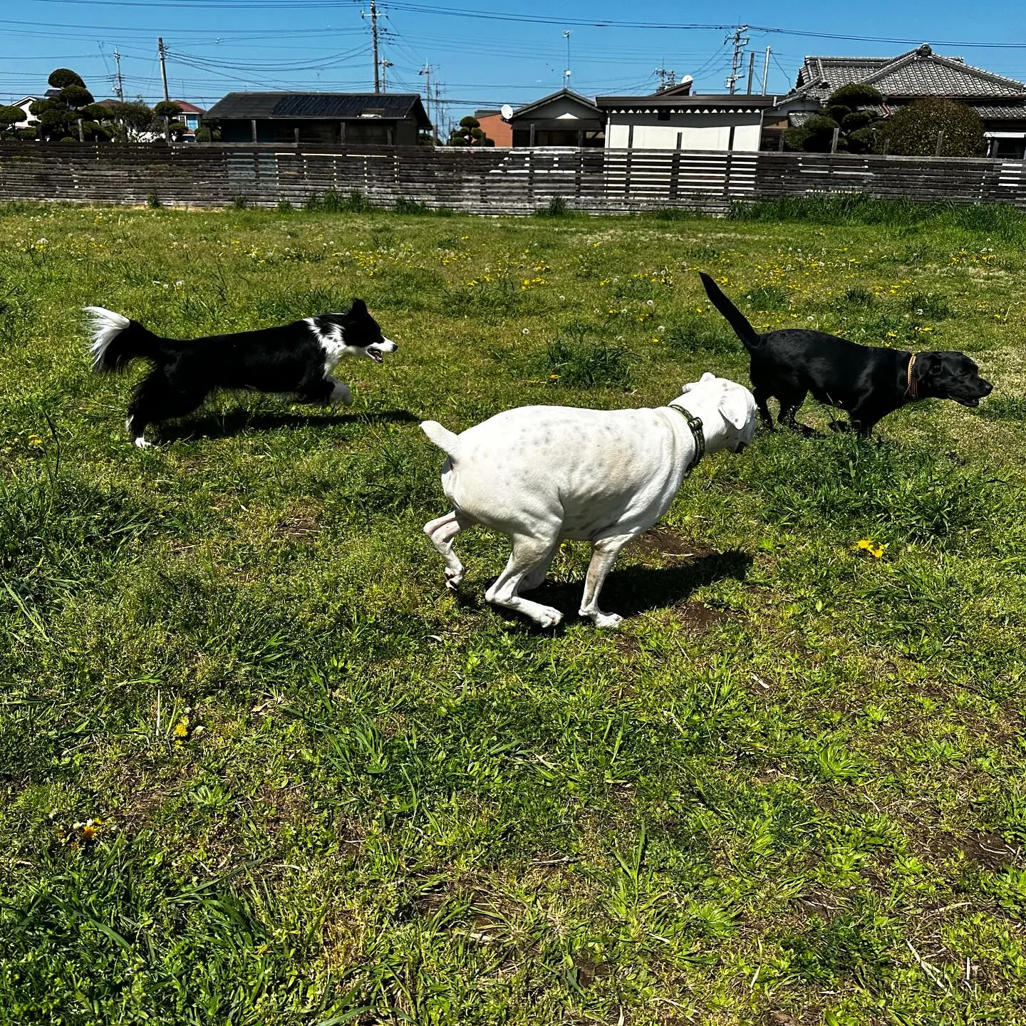 トレーニング＆遊びに来てくれた子達🐕🎵