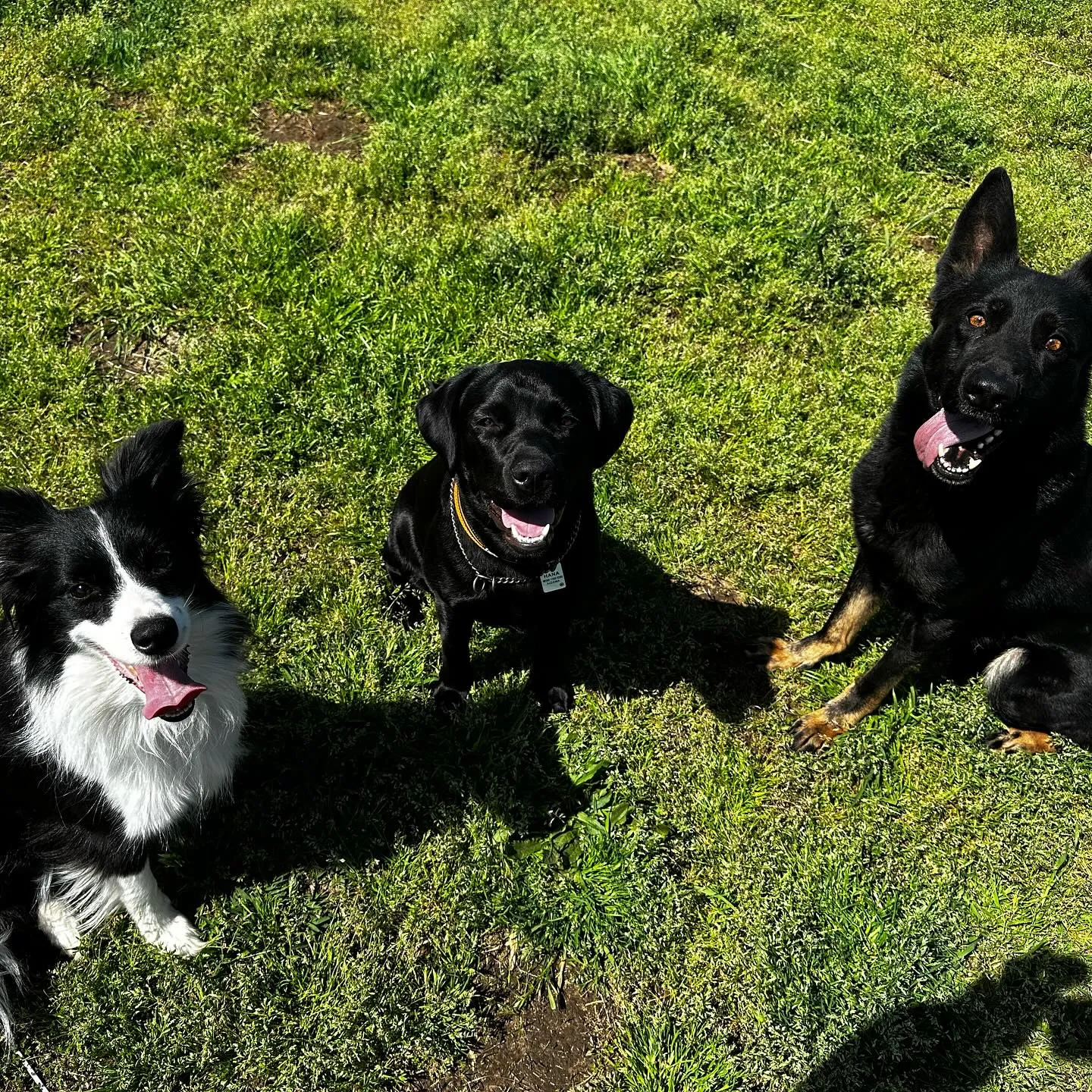 トレーニング＆遊びに来てくれた子達🐕🎵