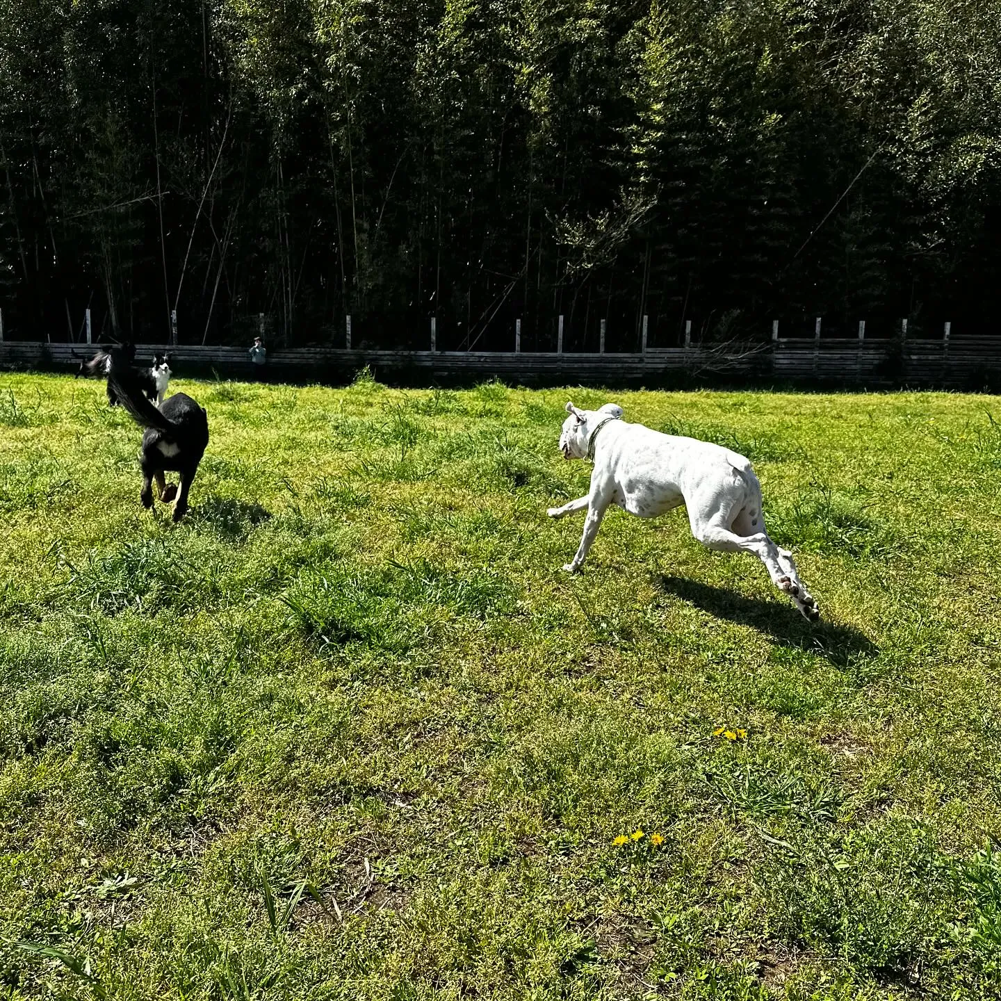 トレーニング＆遊びに来てくれた子達🐕🎵