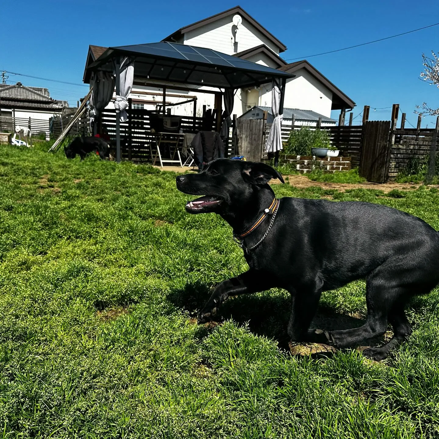 トレーニング＆遊びに来てくれた子達🐕🎵