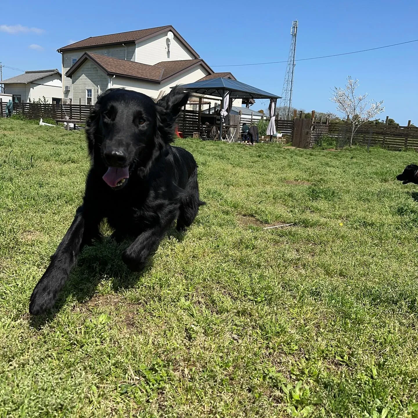 トレーニング＆遊びに来てくれた子達🐕🎵