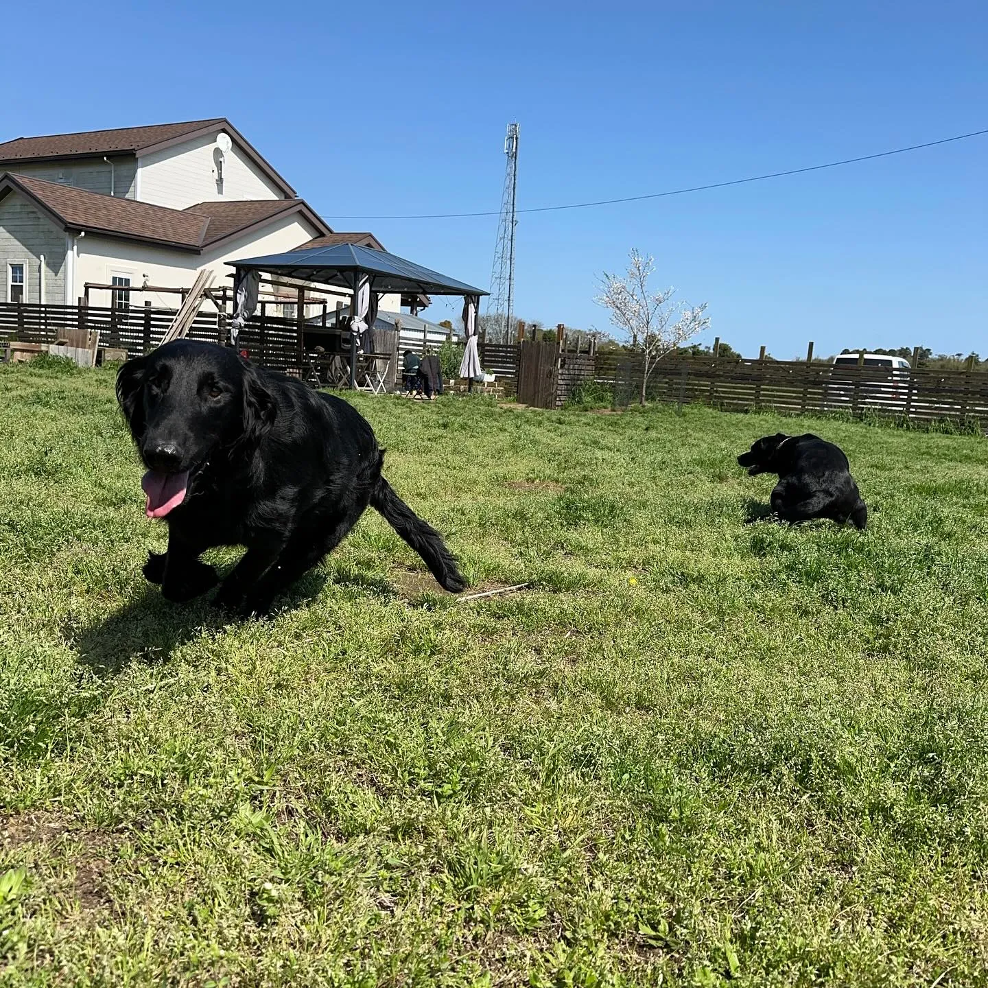 トレーニング＆遊びに来てくれた子達🐕🎵