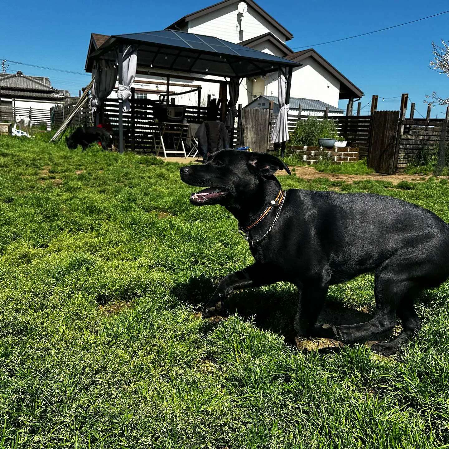 トレーニング＆遊びに来てくれた子達🐕🎵