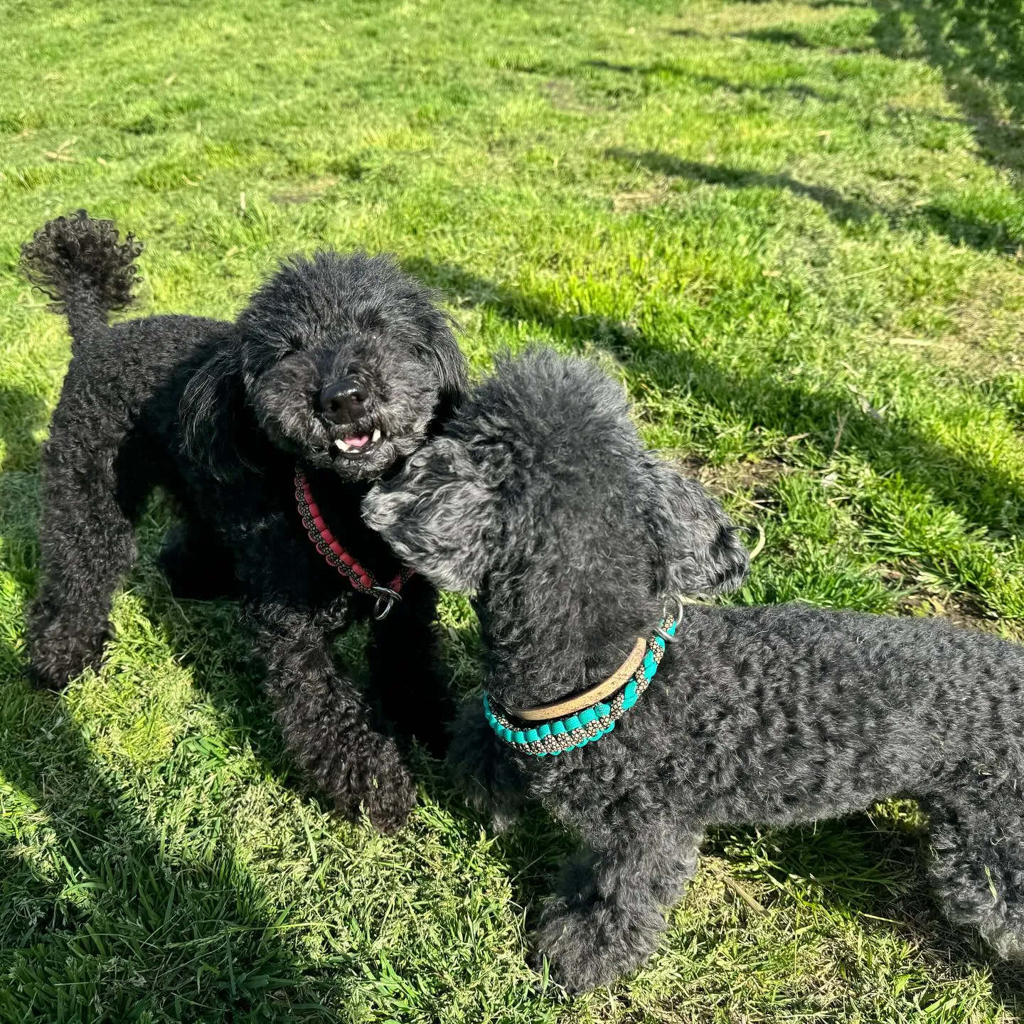 お泊まりに来てくれた子達🐕🎵