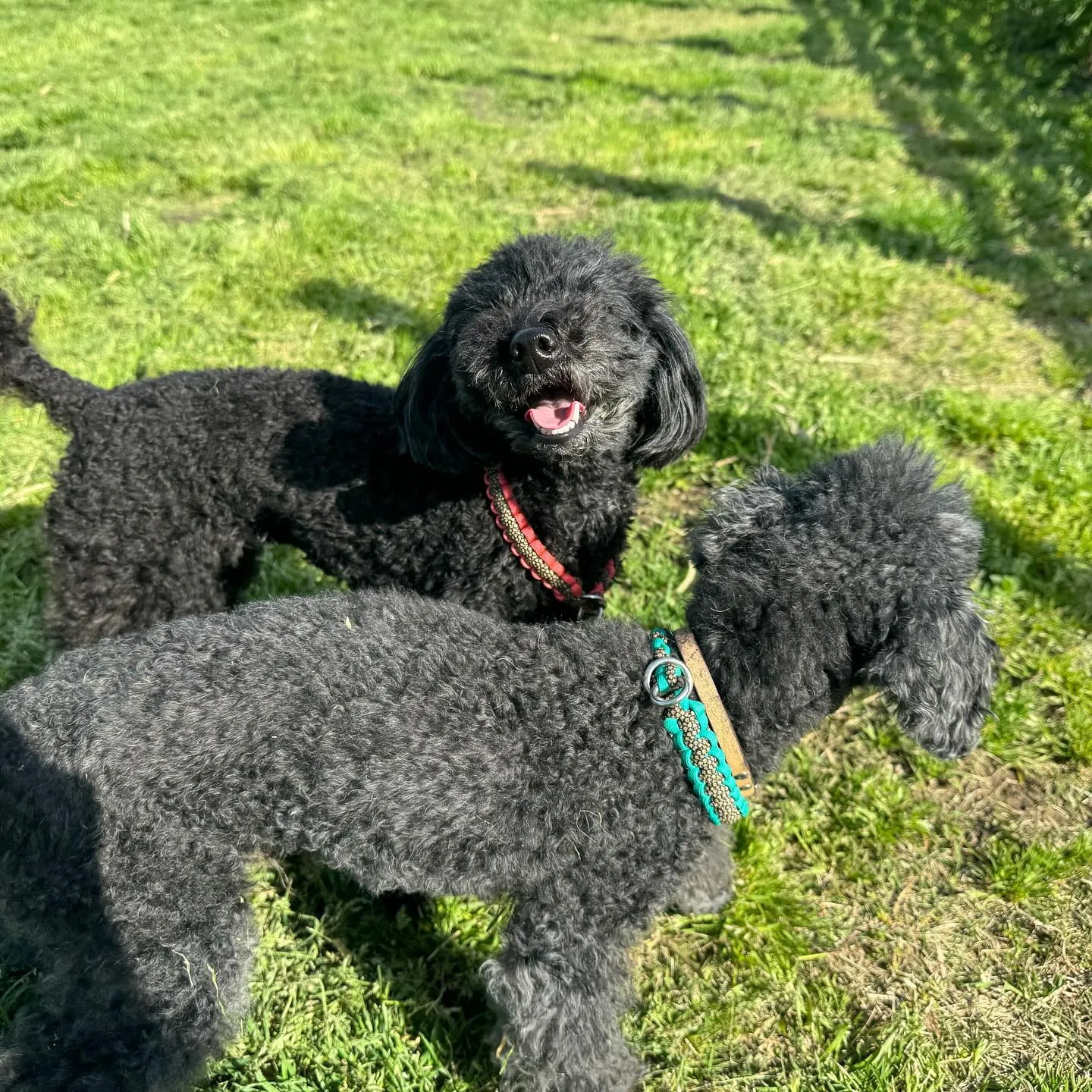 お泊まりに来てくれた子達🐕🎵