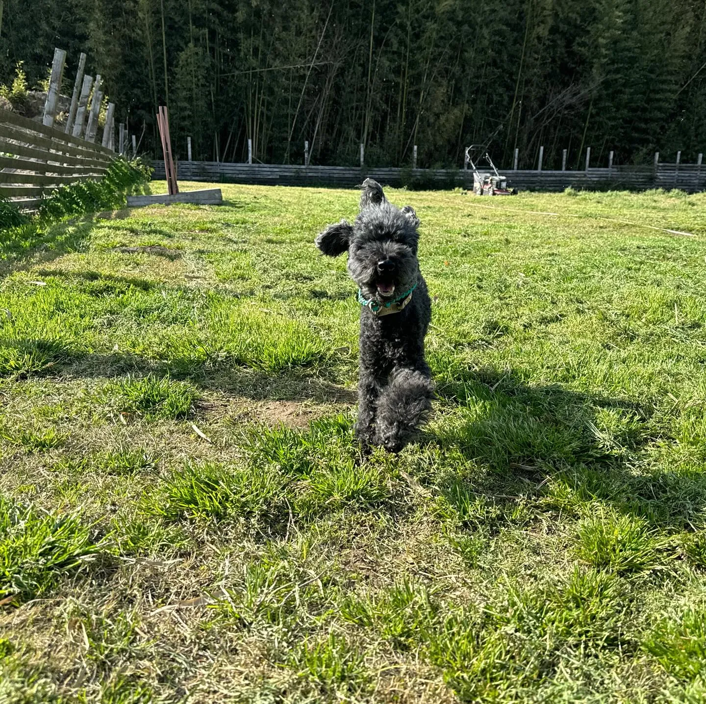 お泊まりに来てくれた子達🐕🎵