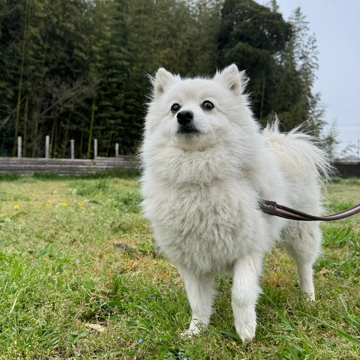 お泊まりに来てくれた子達🐕🎵