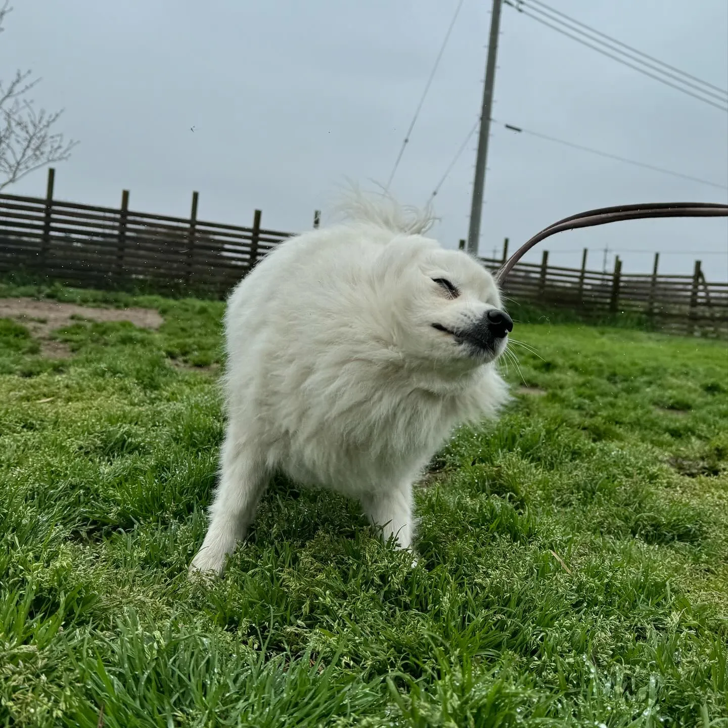 お泊まりに来てくれた子達🐕🎵