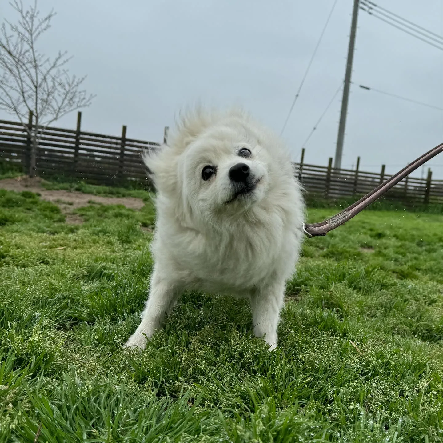 お泊まりに来てくれた子達🐕🎵