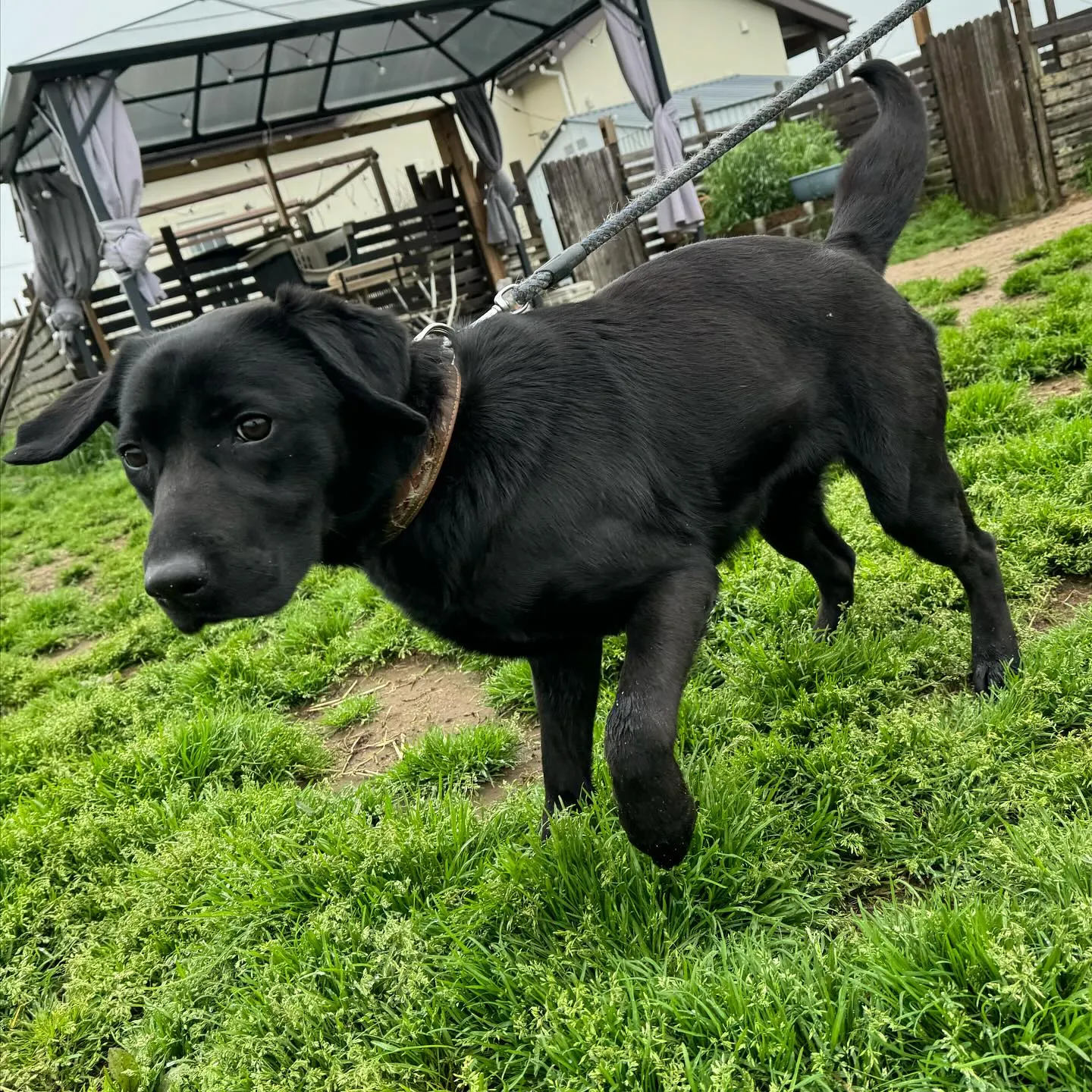 お泊まりに来てくれた子達🐕🎵