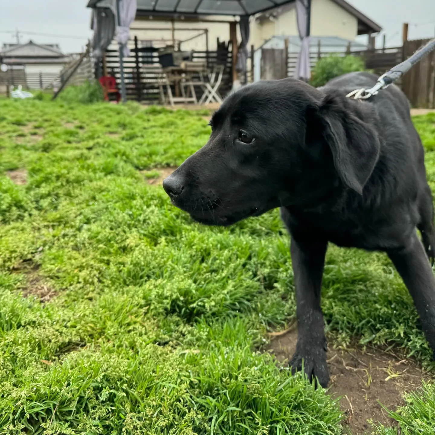 お泊まりに来てくれた子達🐕🎵