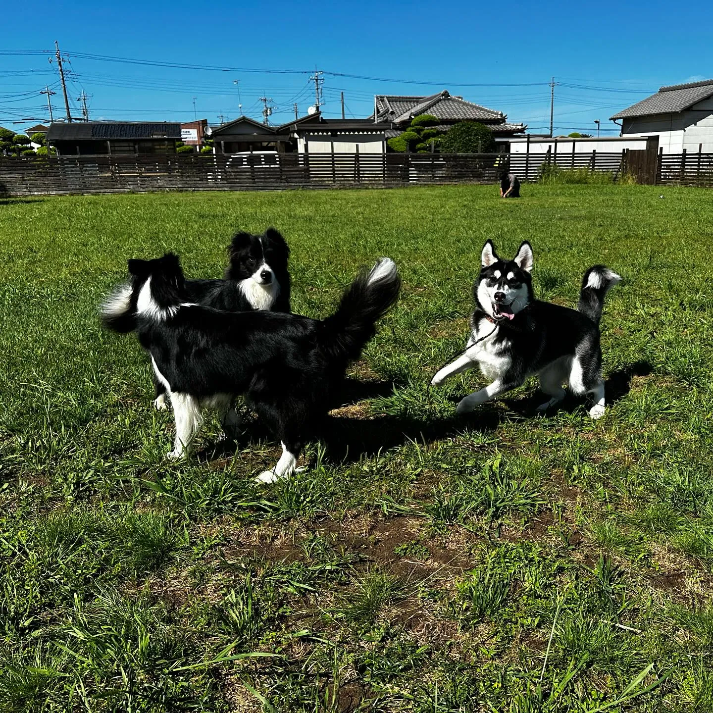 遊びに来てくれた子達🐕🎵