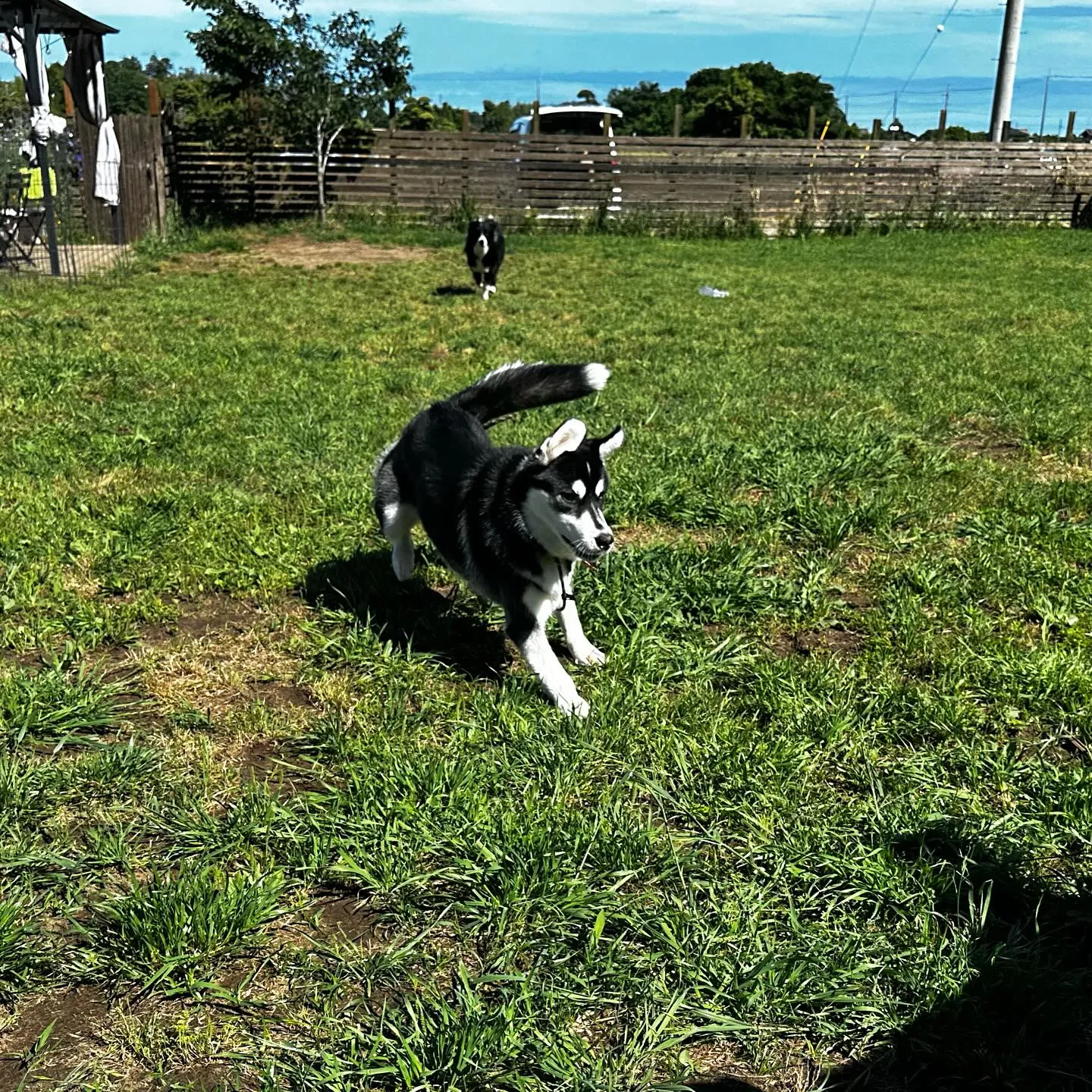 遊びに来てくれた子達🐕🎵