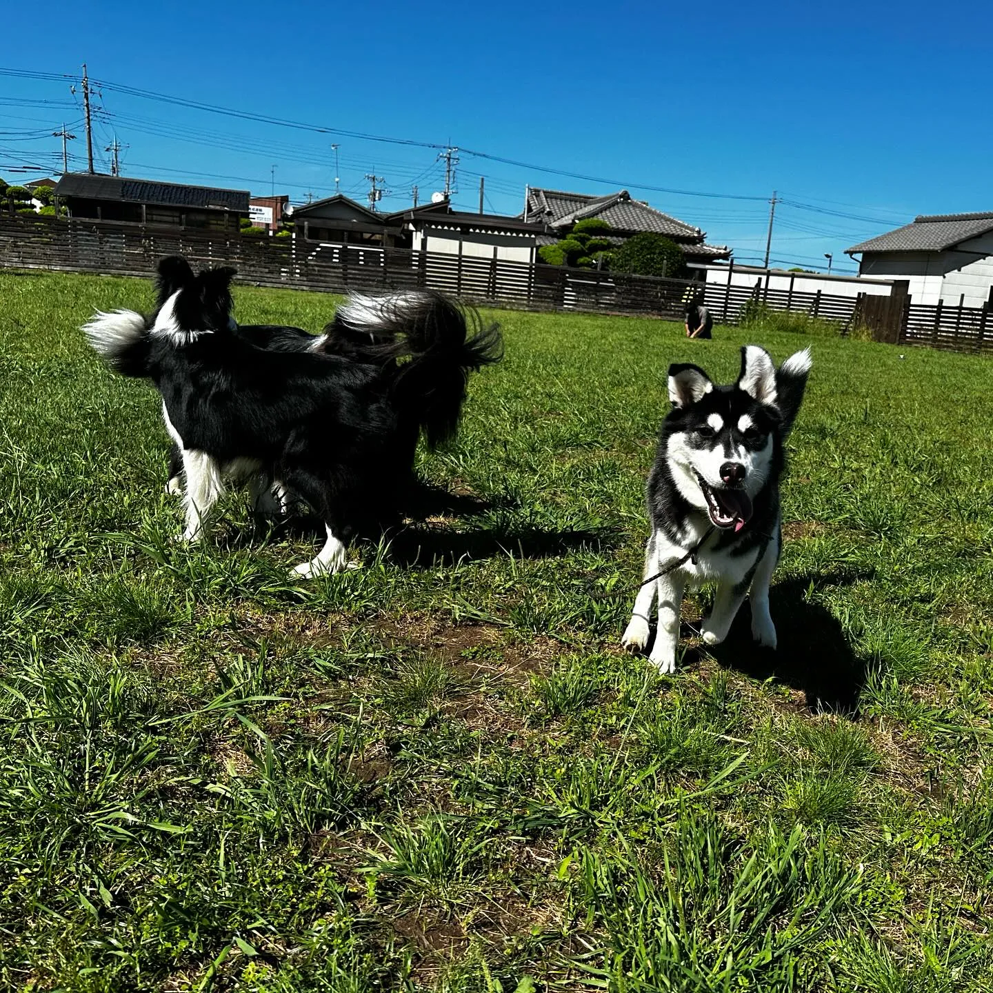 遊びに来てくれた子達🐕🎵