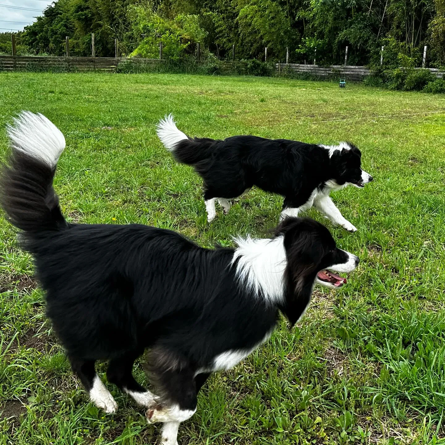 遊びに来てくれた子達🐕🎵