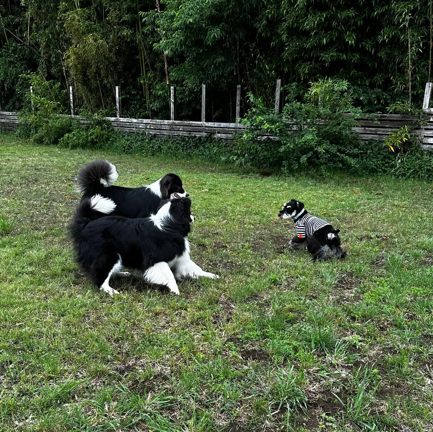 遊びに来てくれた子達🐕🎵