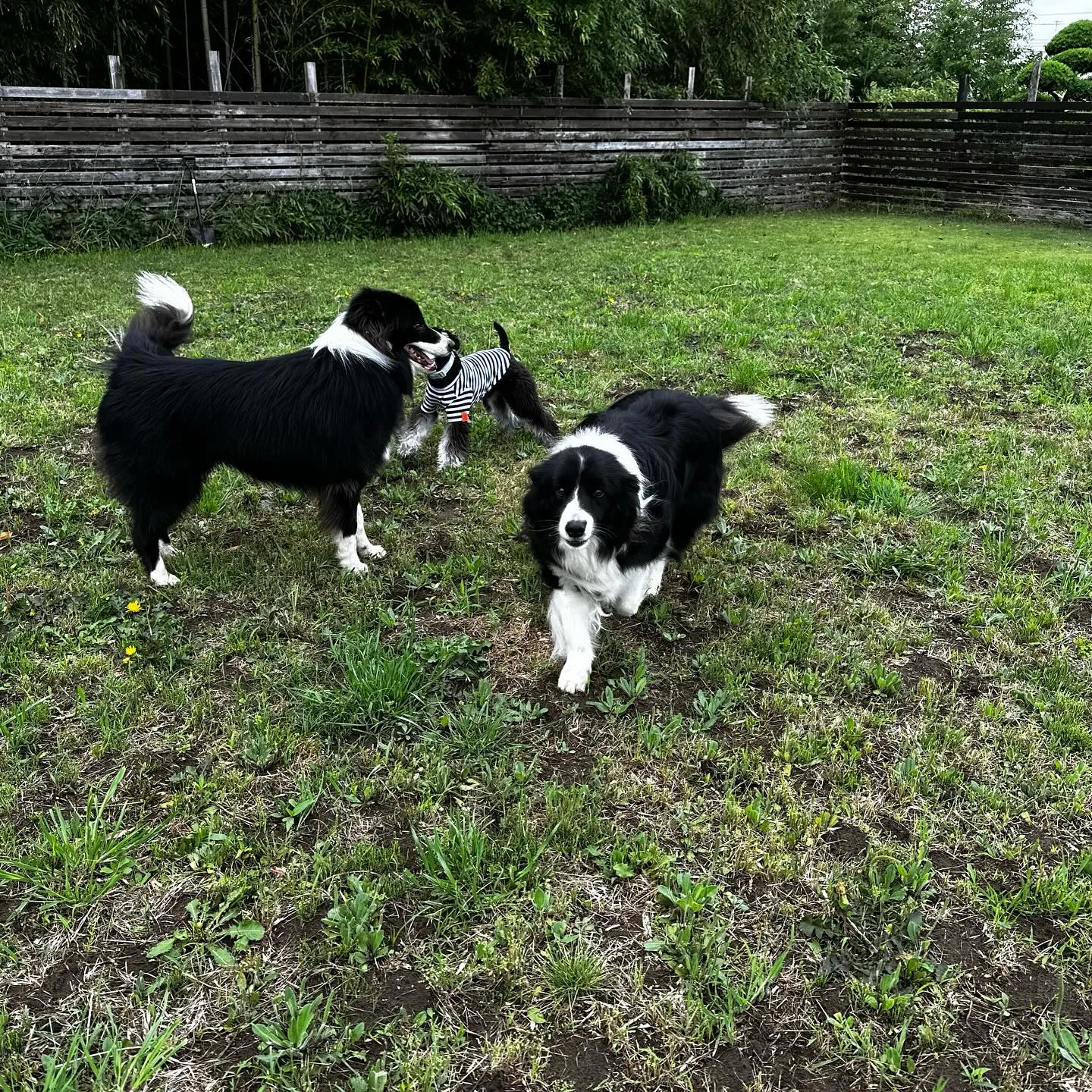 遊びに来てくれた子達🐕🎵