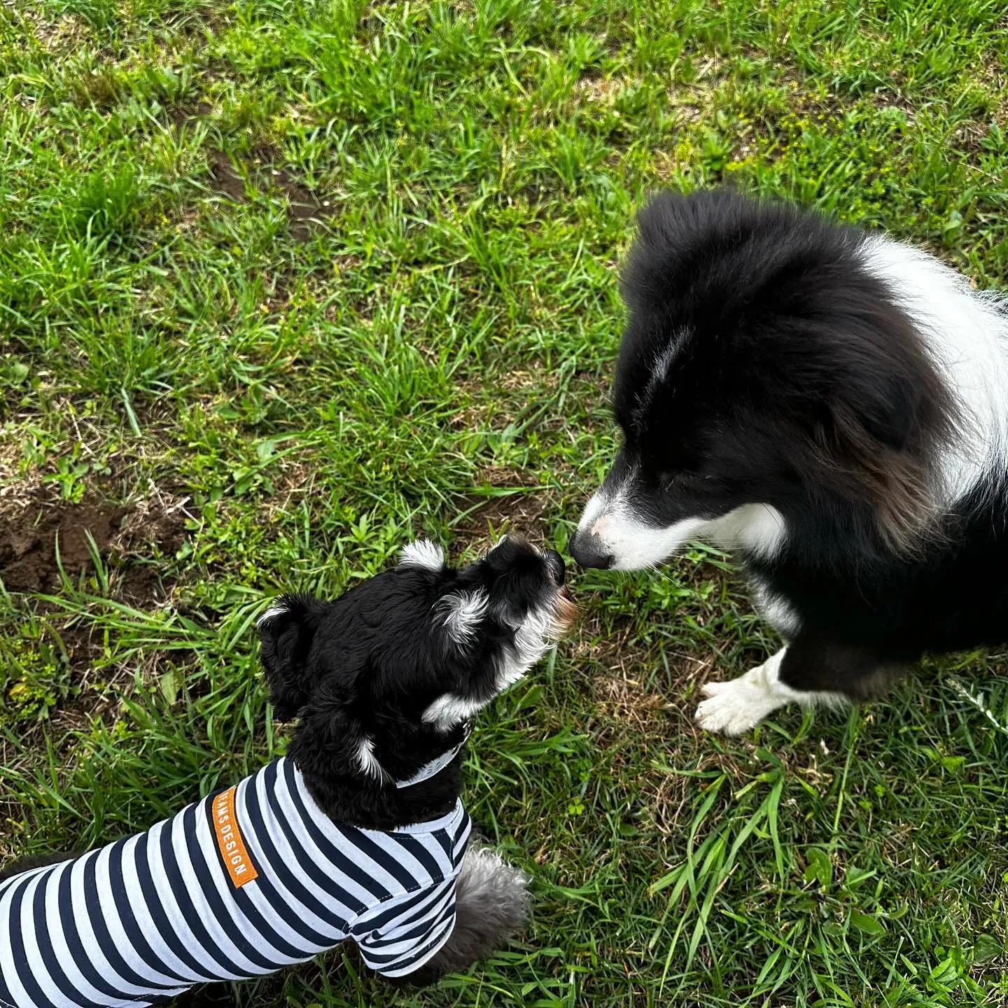 遊びに来てくれた子達🐕🎵