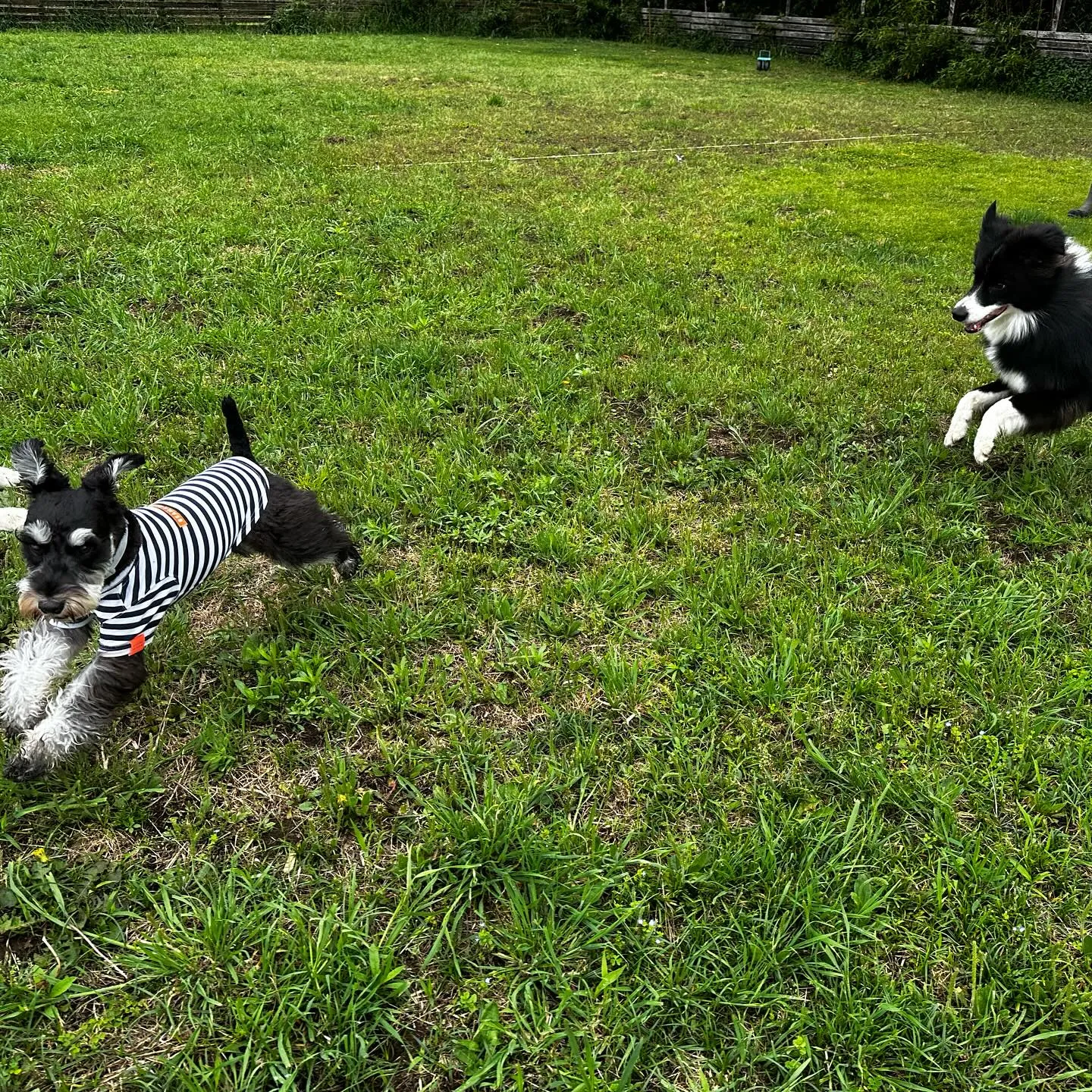 遊びに来てくれた子達🐕🎵