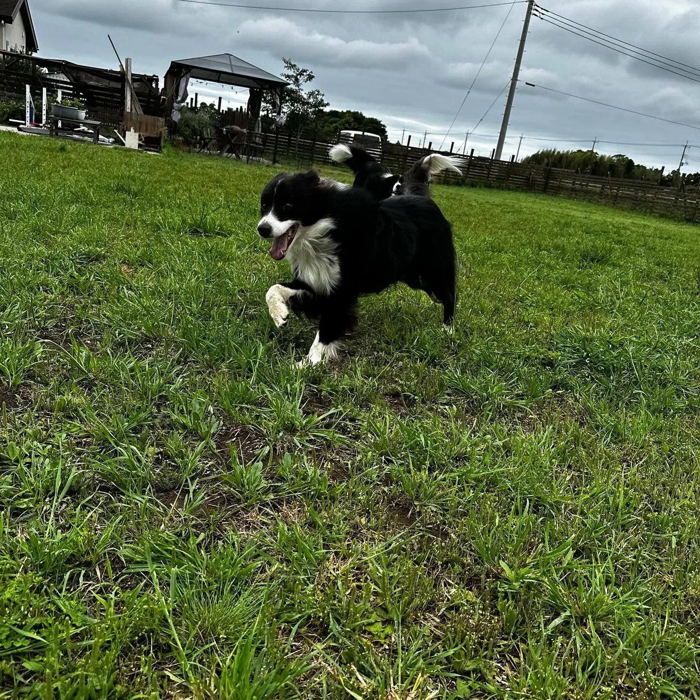 遊びに来てくれた子達🐕🎵