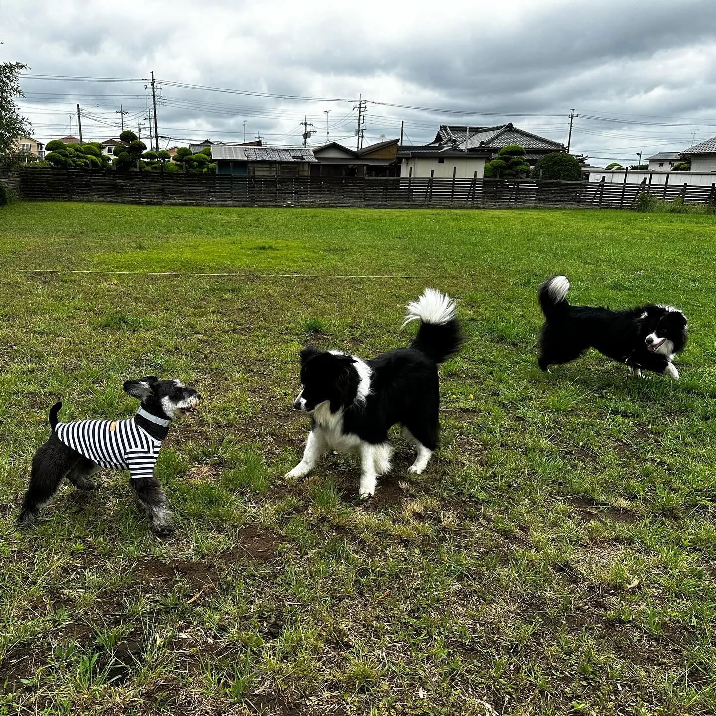 遊びに来てくれた子達🐕🎵