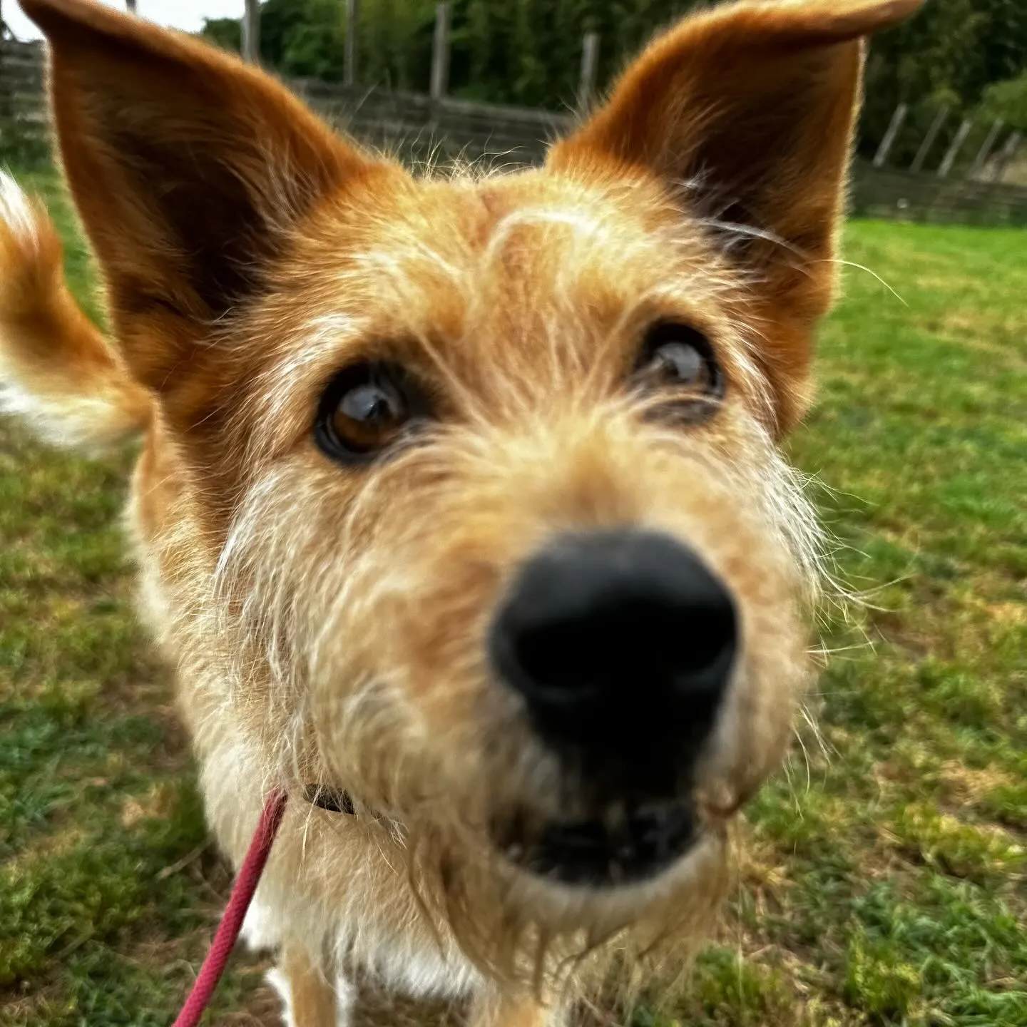 遊び来てくれた子達🐕🎵