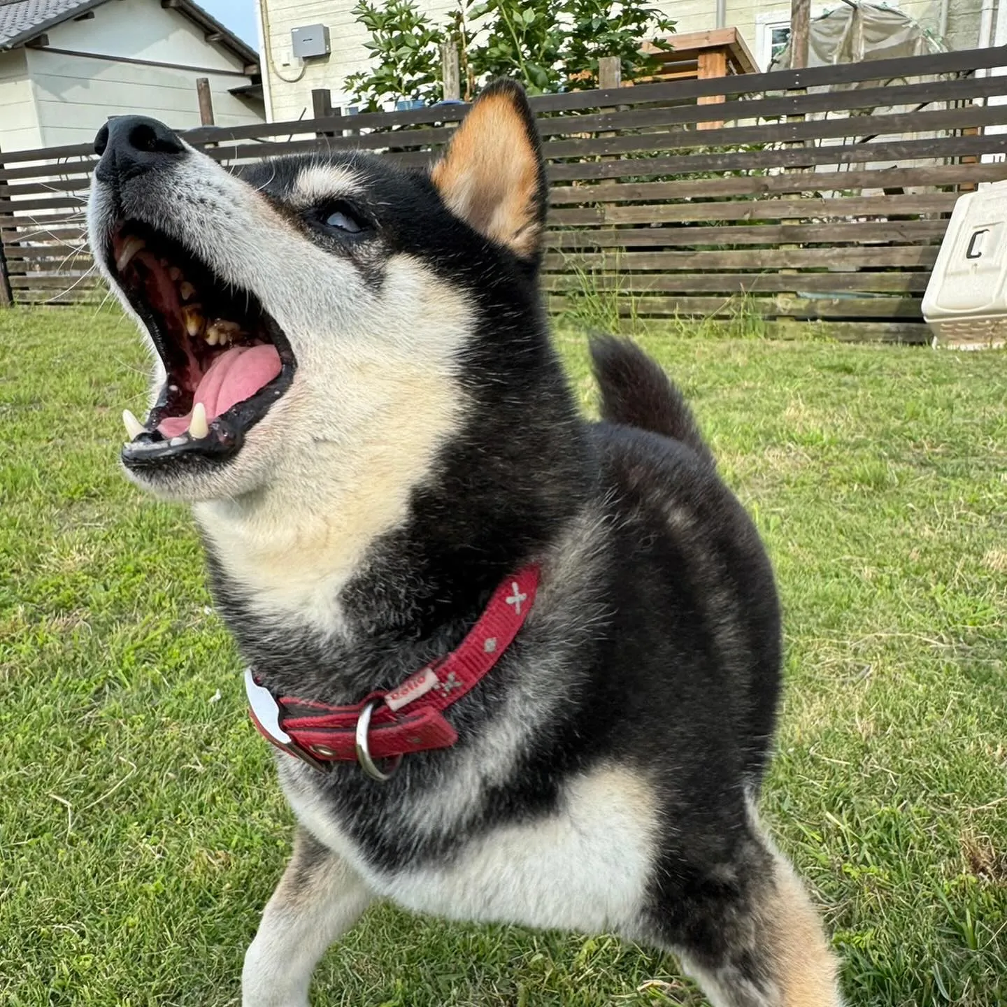 遊び来てくれた子達🐕🎵